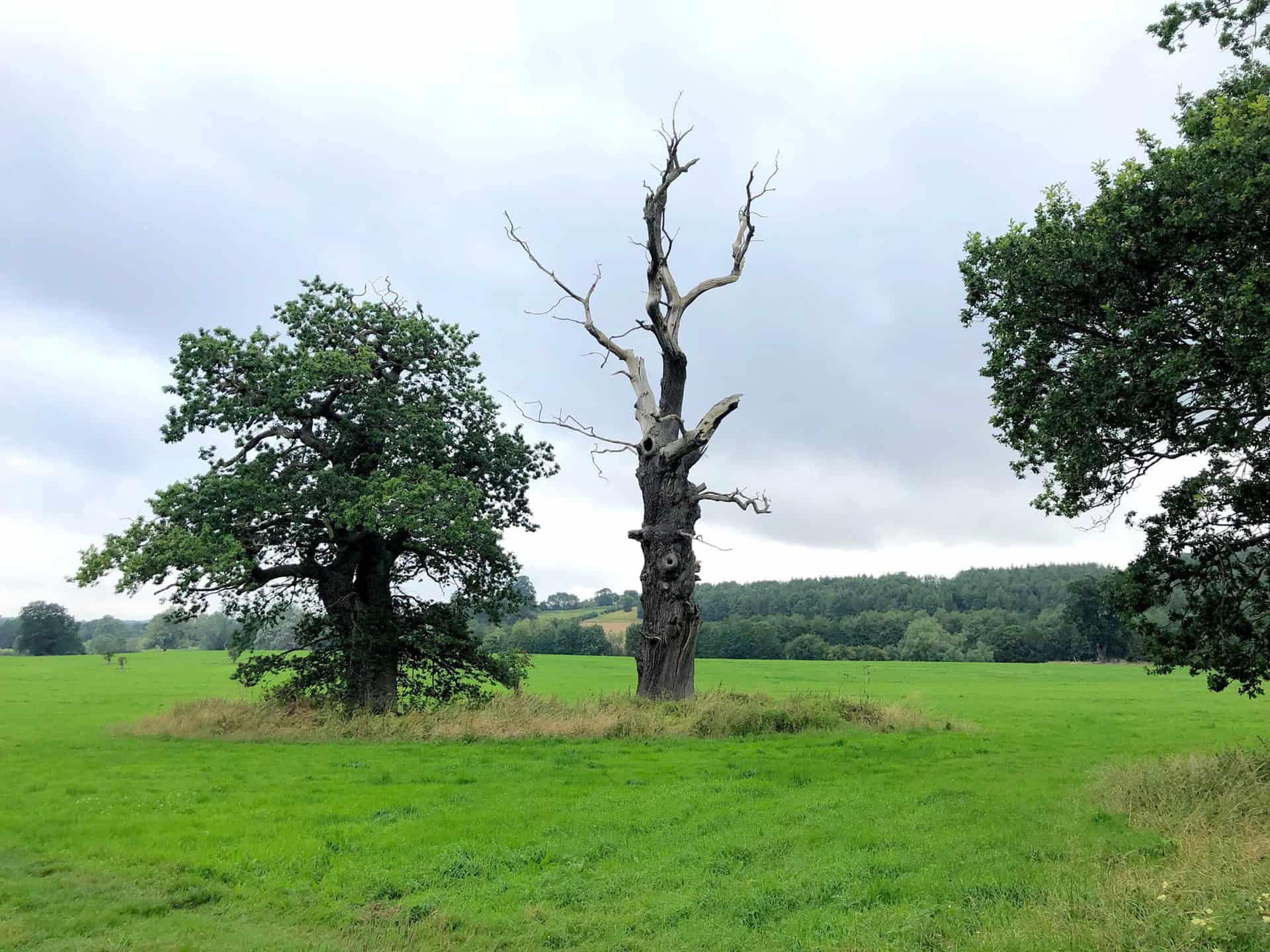 Fascinating trees by the side of Ray Wood on the Castle Howard estate.