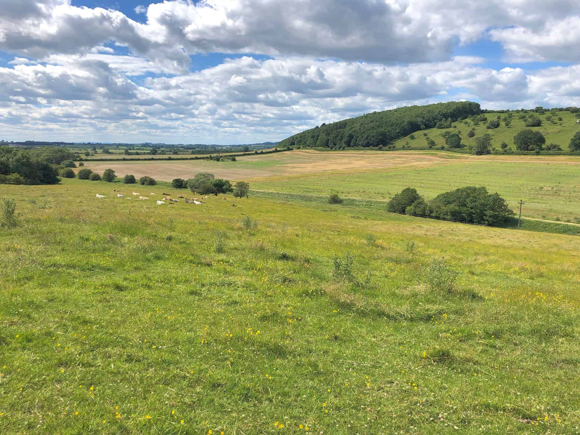 Beautiful countryside encountered during the Hovingham walk.