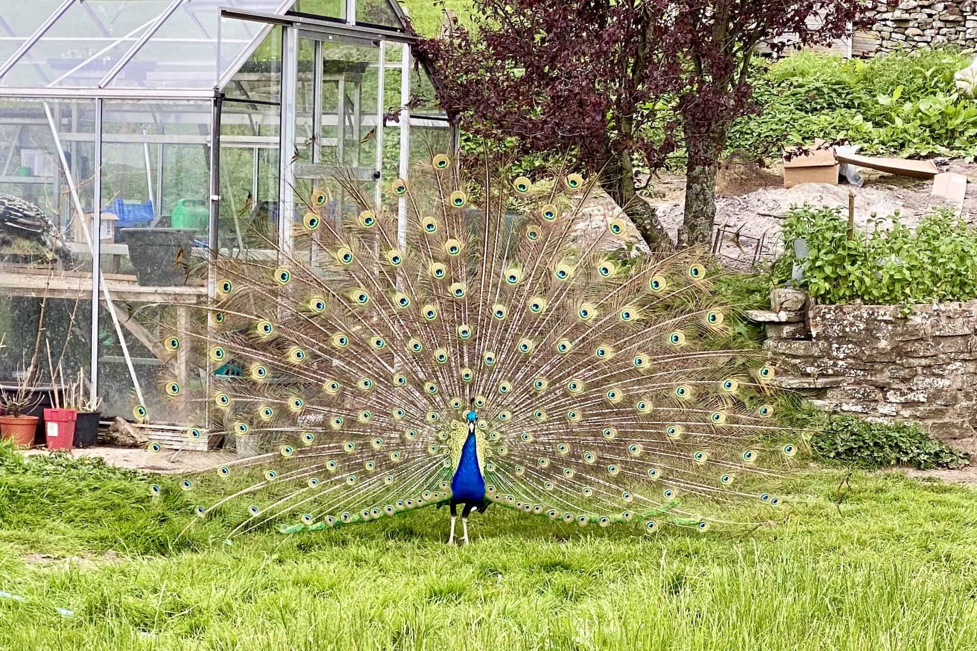 A peacock treats me to this wonderful display as I walk through the farm. The male birds grow their trains of iridescent feathers during the mating season, fanning them out and rattling them to attract a mate.