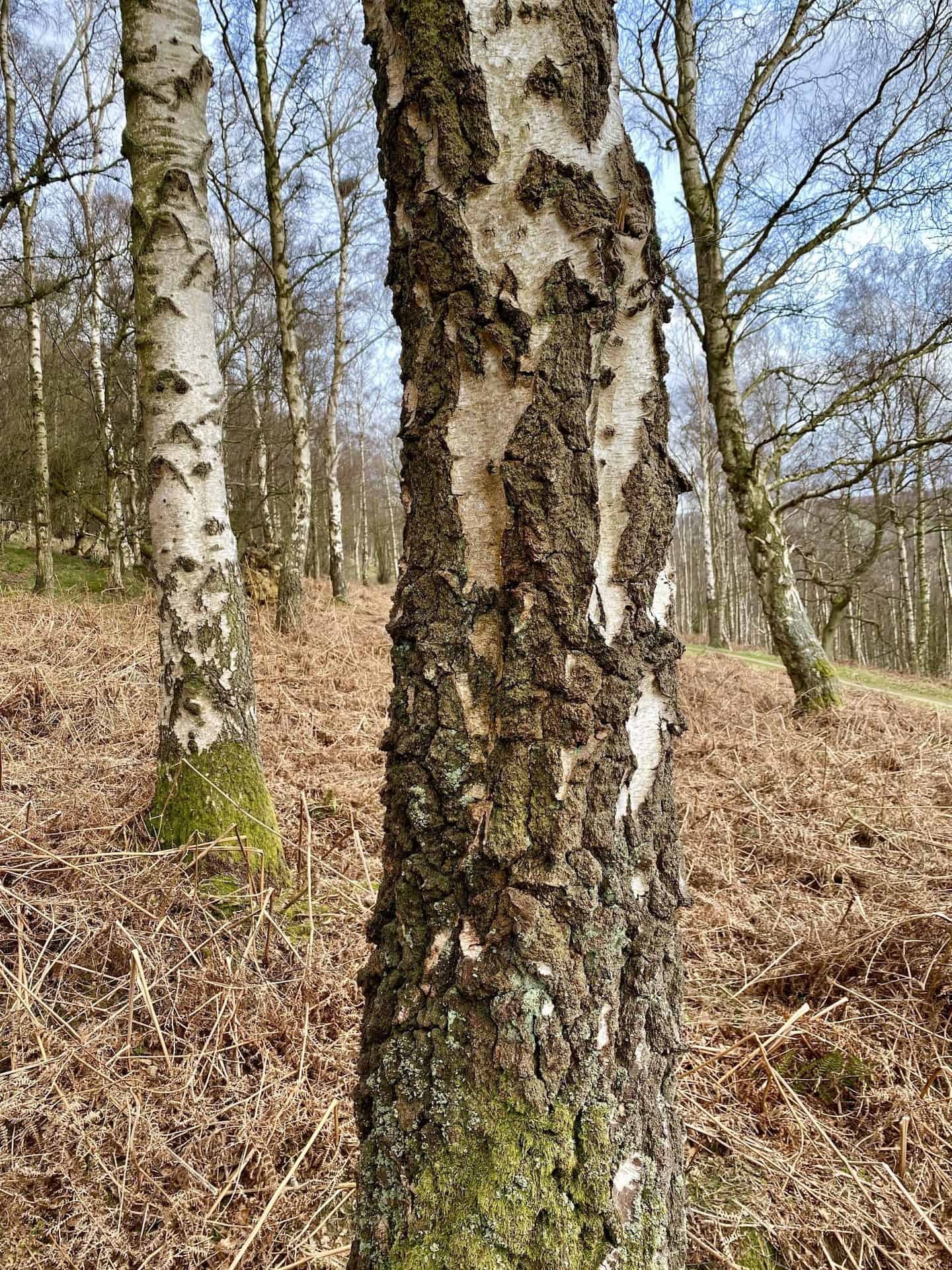 The silvery-white bark of the silver birch makes this tree one of the easiest to put a name to in winter when there are no leaves to help with the identification process. In older trees, the bark is thick and deeply fissured at the base, whilst higher up it is smooth and often develops a pattern of black diamond shapes.