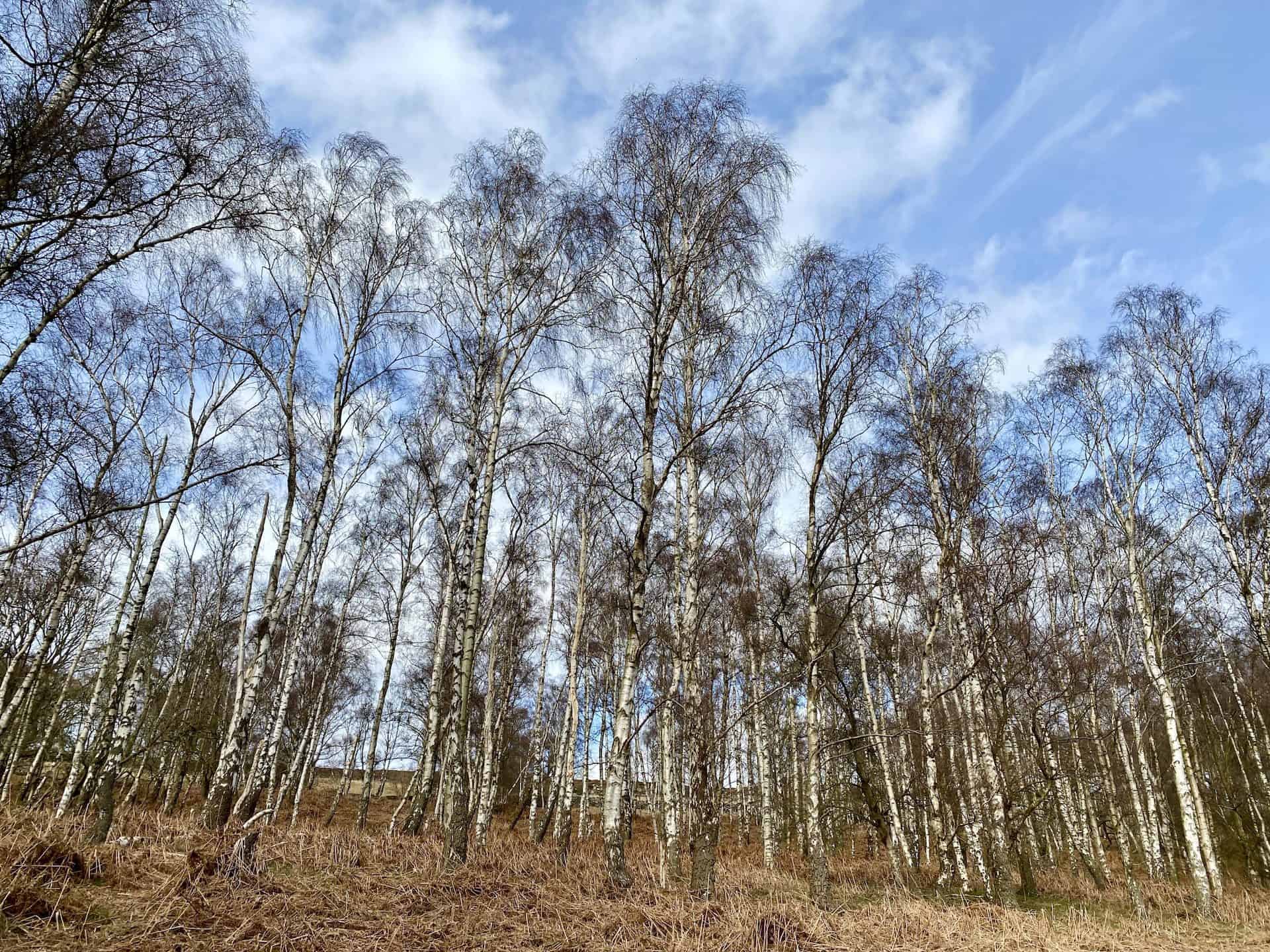 Silver birch (Betula pendula) woodland. Silver birch trees are slender, fast-growing, and reach a height of about 30 metres, forming a light, airy canopy.