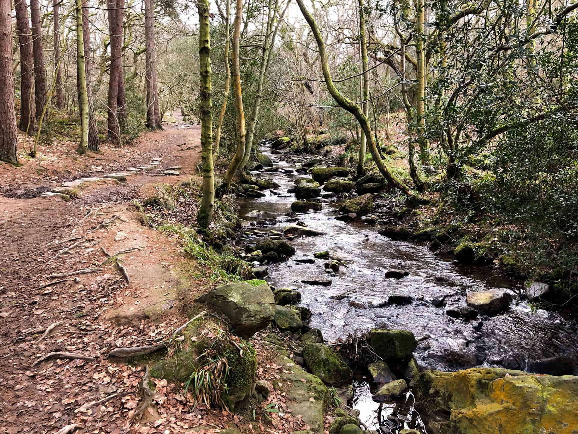 May Beck flowing through woodland towards Falling Foss. From number 12 in my list of the best walks in the North York Moors.
