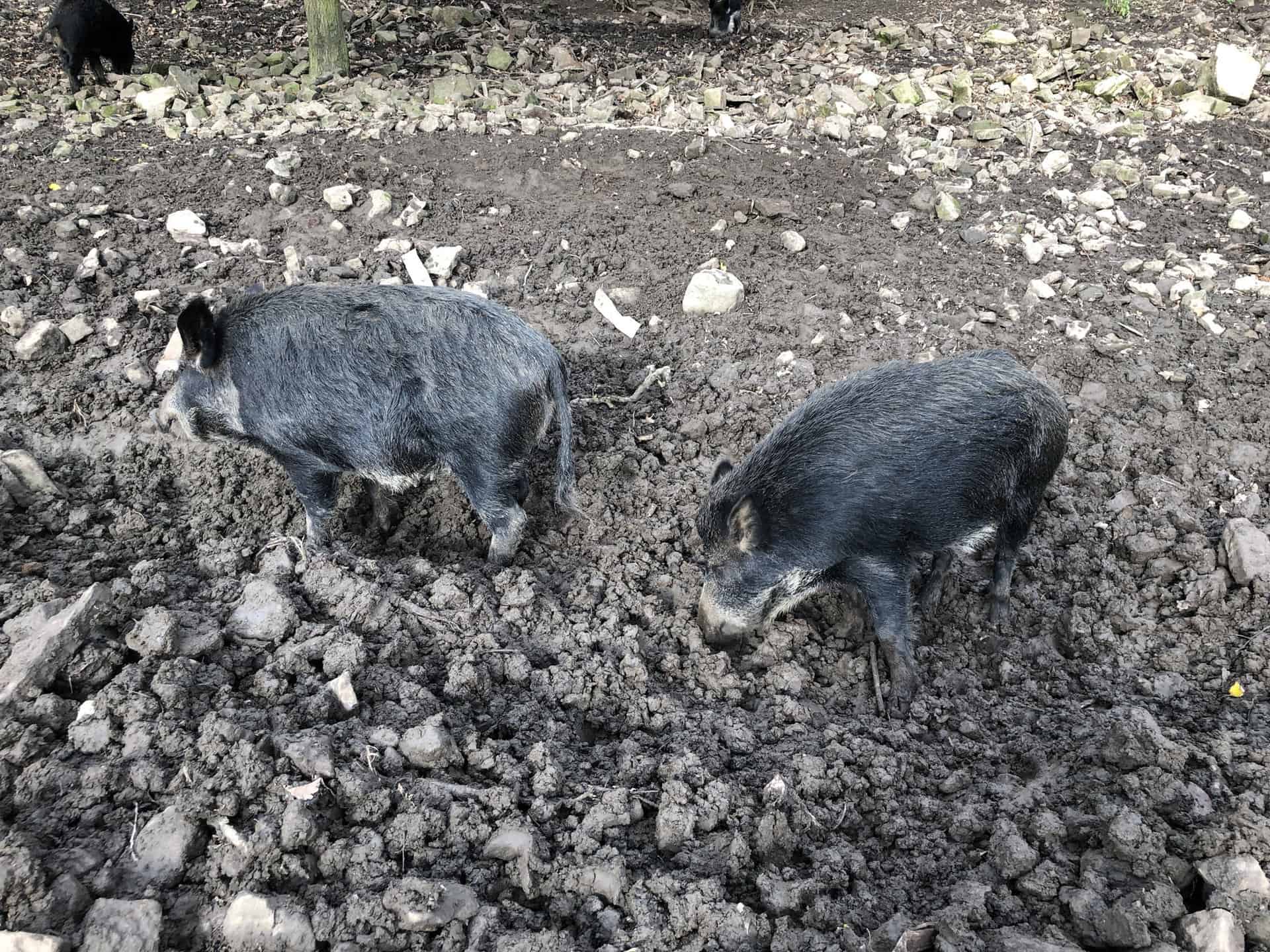Wild boars at Bolton Castle.