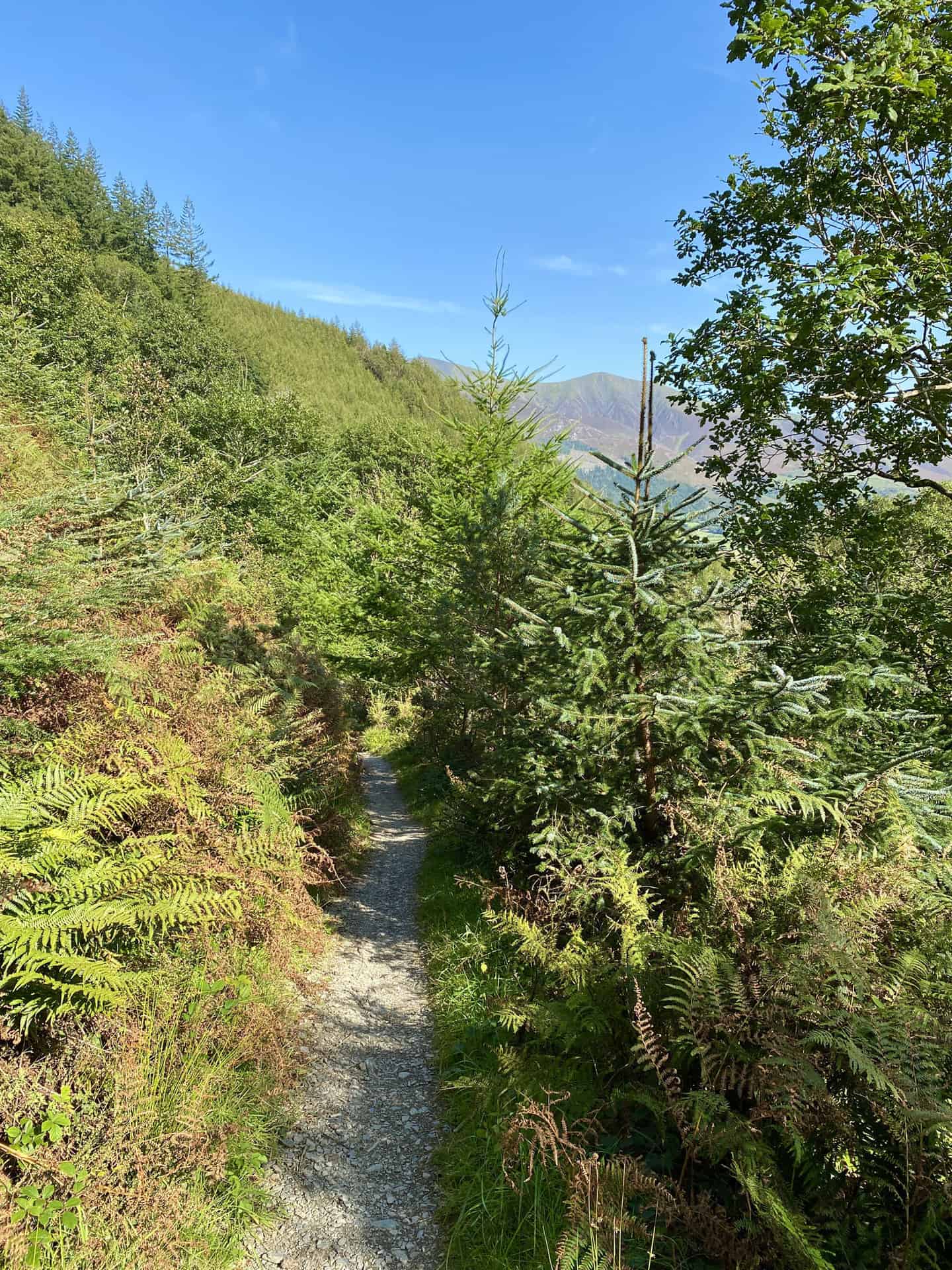 The forest path leading to Thornthwaite.