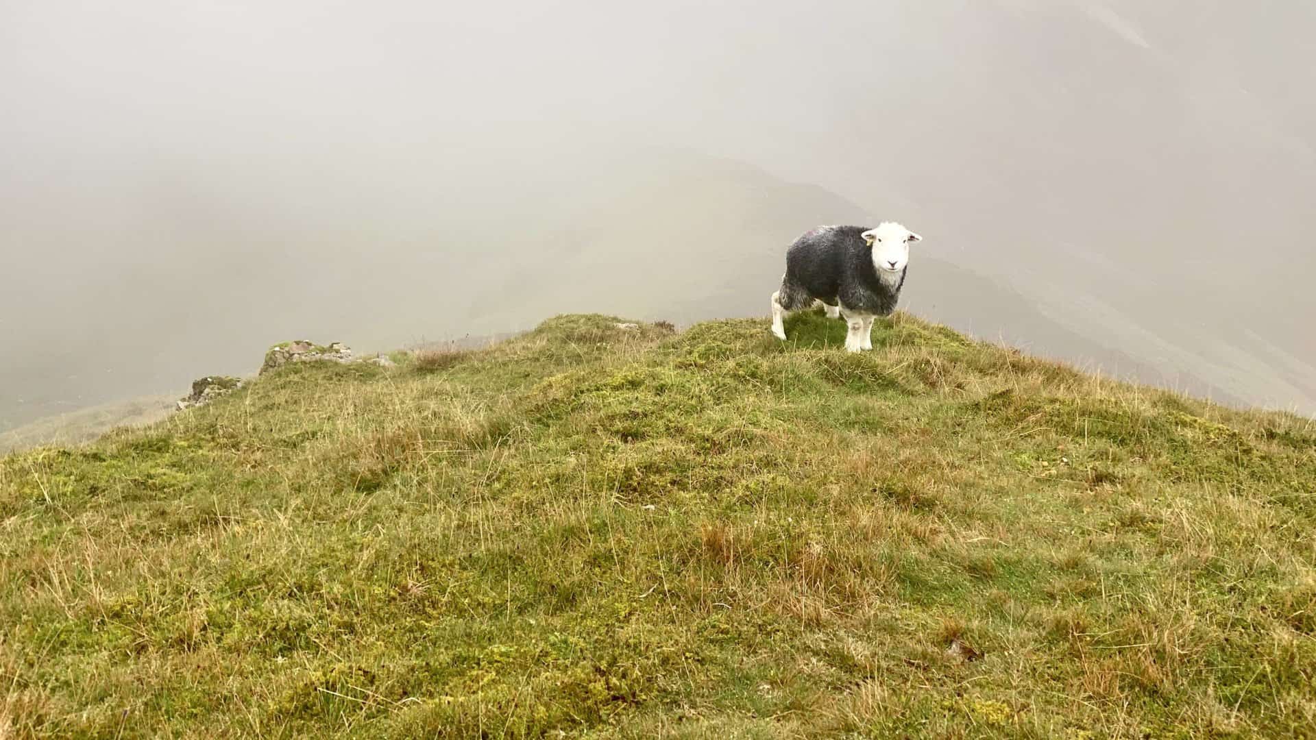 The Herdwick breed of sheep is one of the toughest in the UK and is perfectly adapted to a harsh life on the high fells of the Lake District.