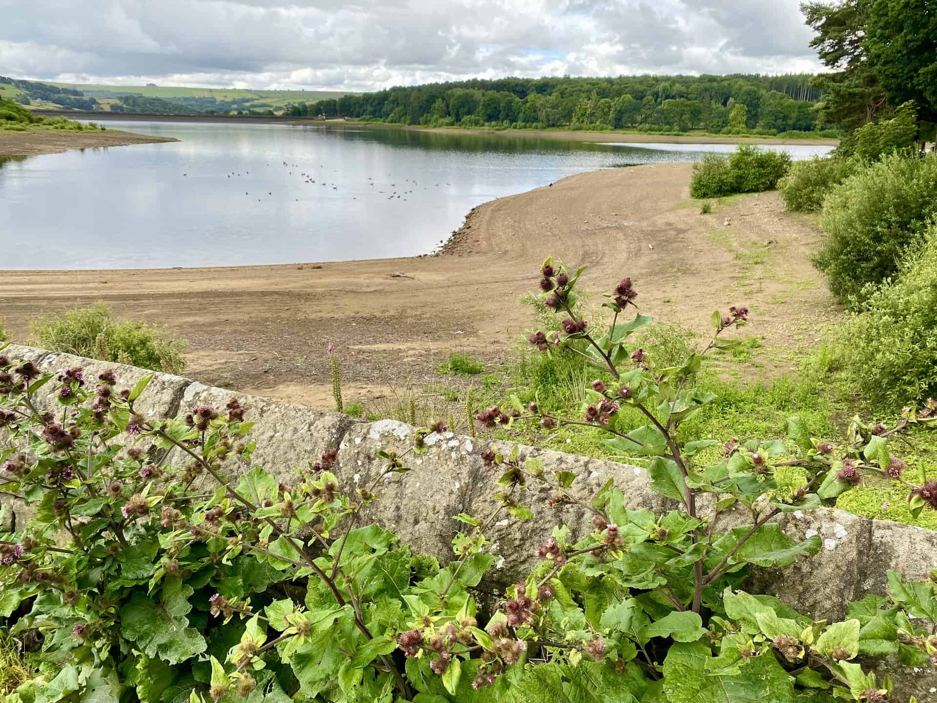 Looking south from Swinsty Reservoir's causeway, pointing towards Swinsty Embankment.