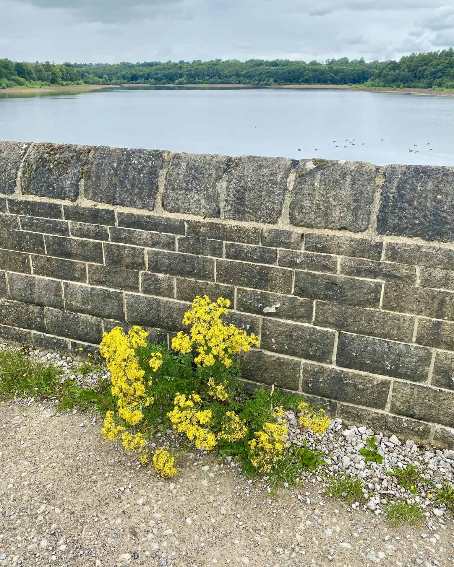 A view over Swinsty Embankment's wall, providing a northerly panorama of Swinsty Reservoir.