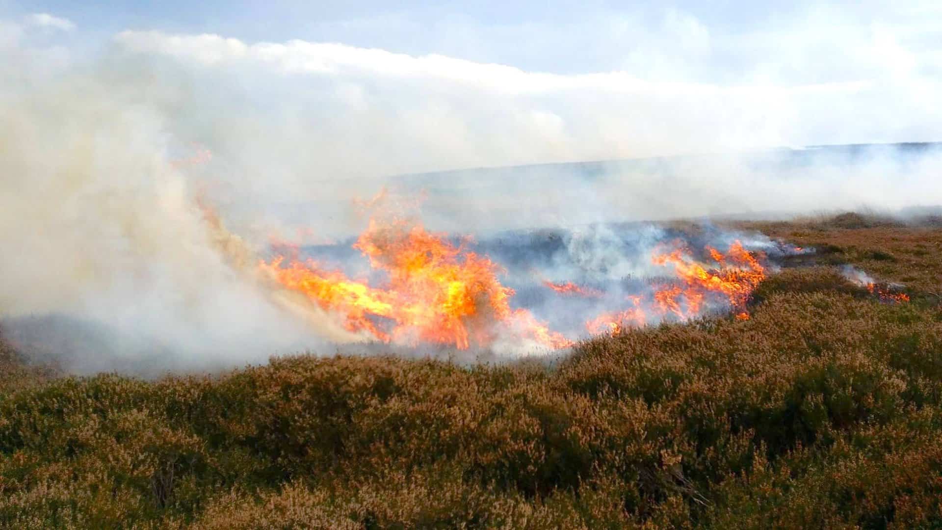 Managed heather burning in Nidderdale.