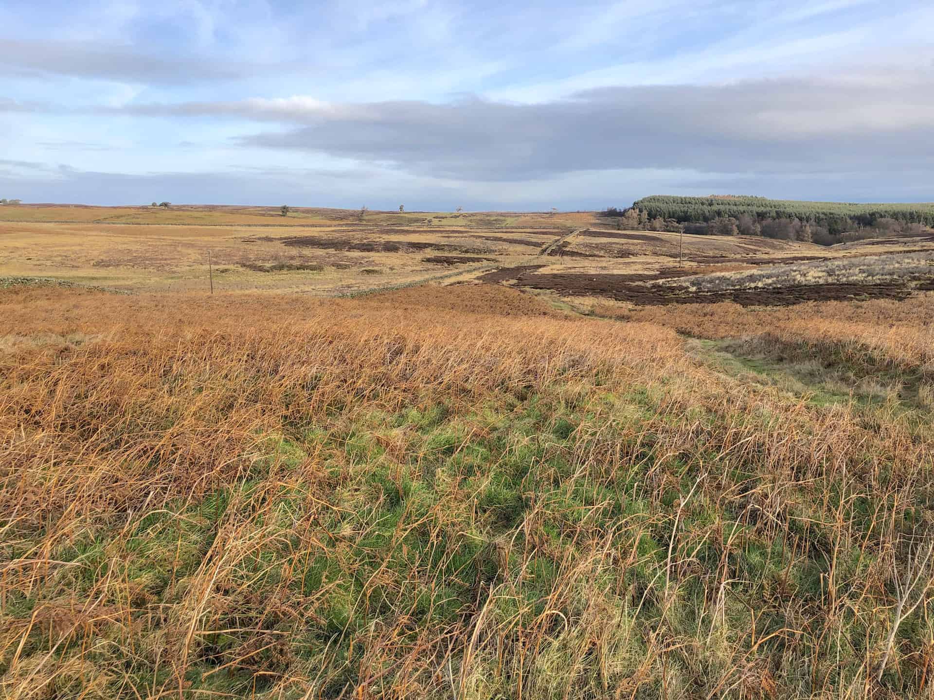 Witton Moor as seen during the Jervaulx Abbey walk.