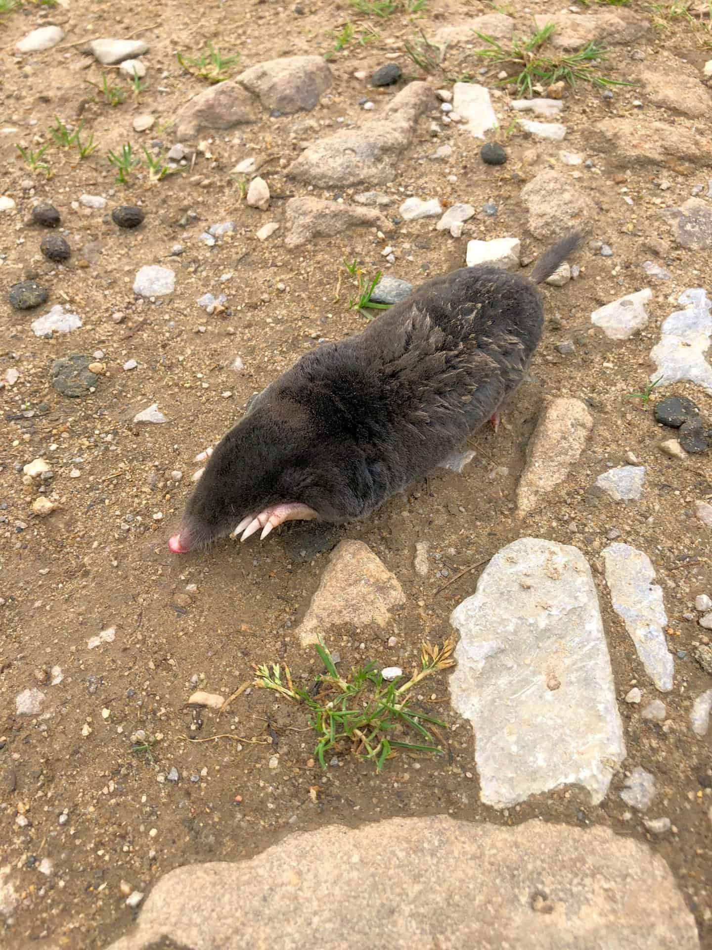 A rare sighting as this little creature scurried across the path. Moles are common in Britain but spend almost their entire life underground. It's the first time I have ever seen one alive in the wild.