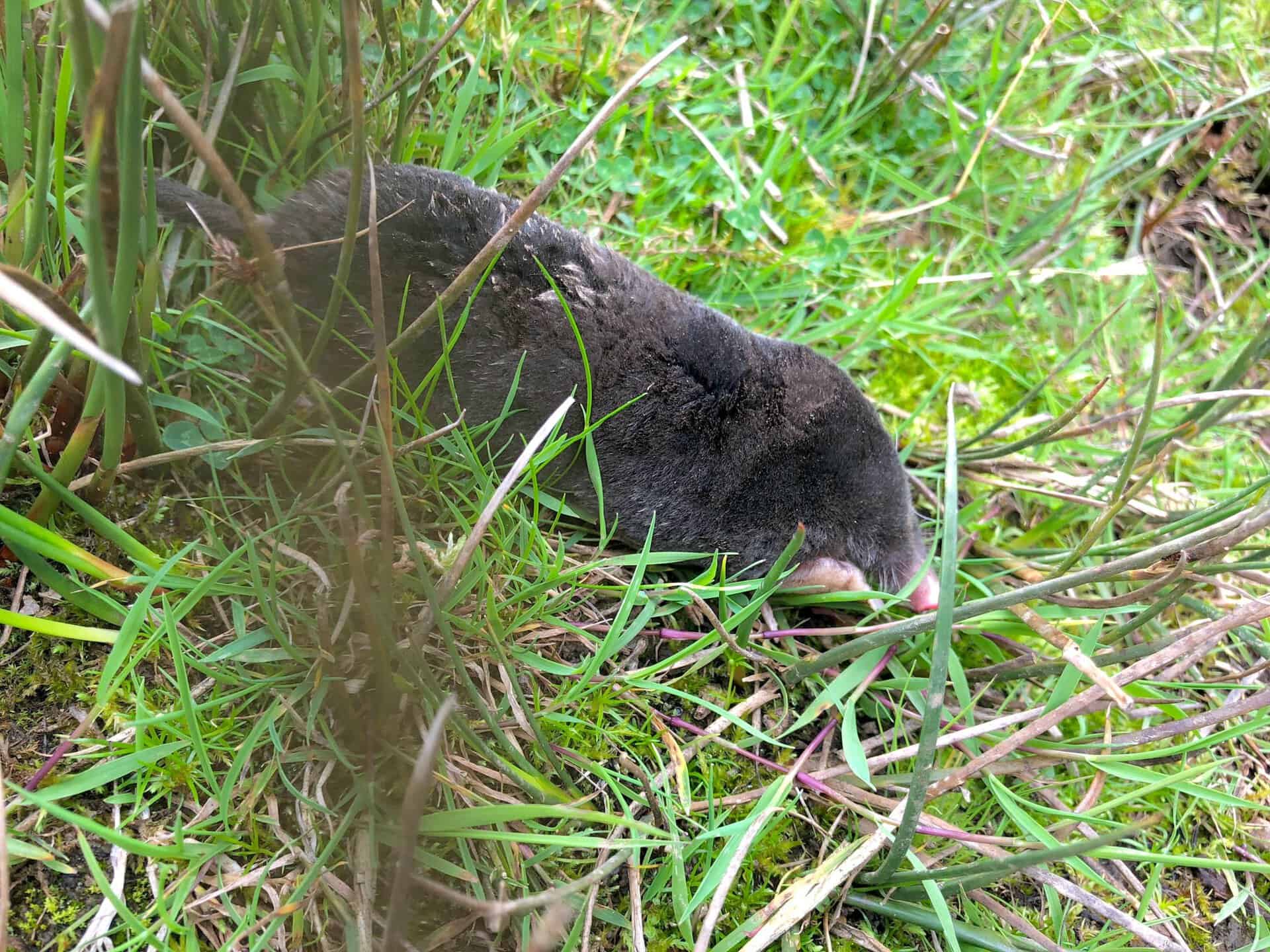 A rare sighting as this little creature scurried across the path. Moles are common in Britain but spend almost their entire life underground. It's the first time I have ever seen one alive in the wild.