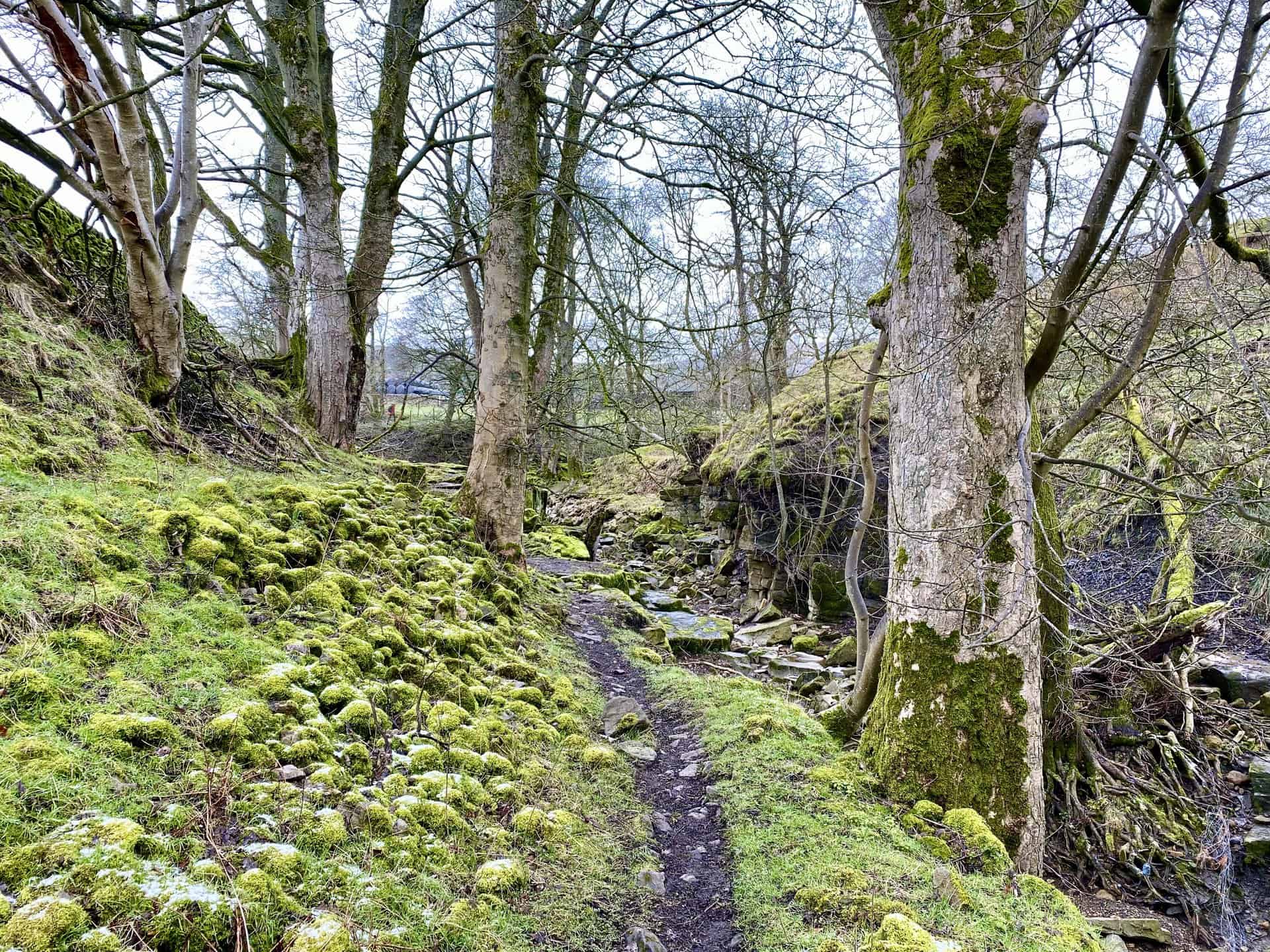 Along the Nidderdale Way, adjacent to the River Nidd near Limley Farm. A picturesque scene with ancient trees and riverside boulders adorned in lush, green moss.