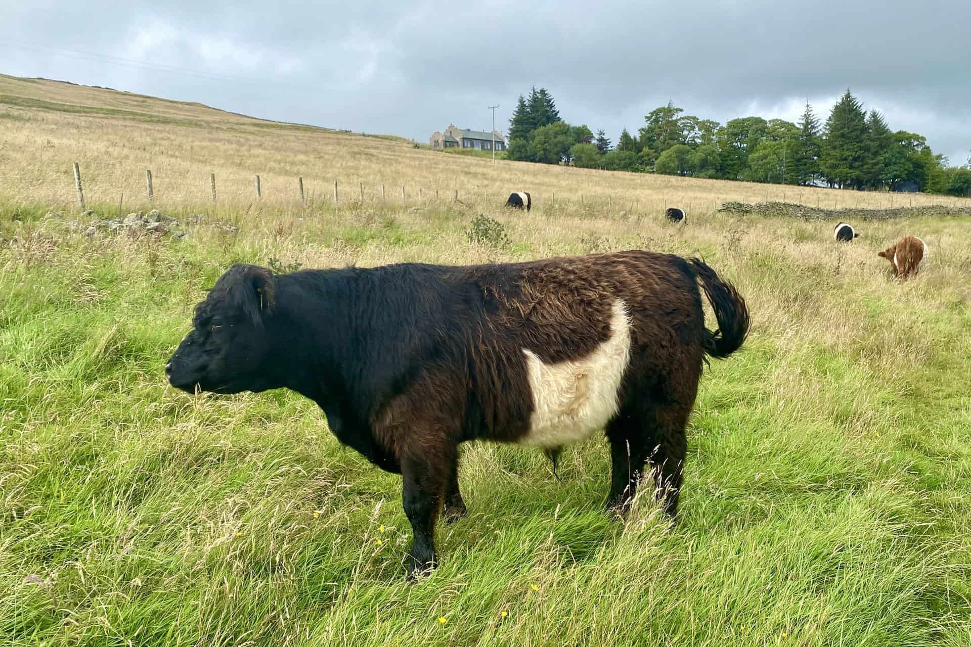 Belted Galloways, a traditional Scottish breed of beef cattle, on farmland near Crookwath.