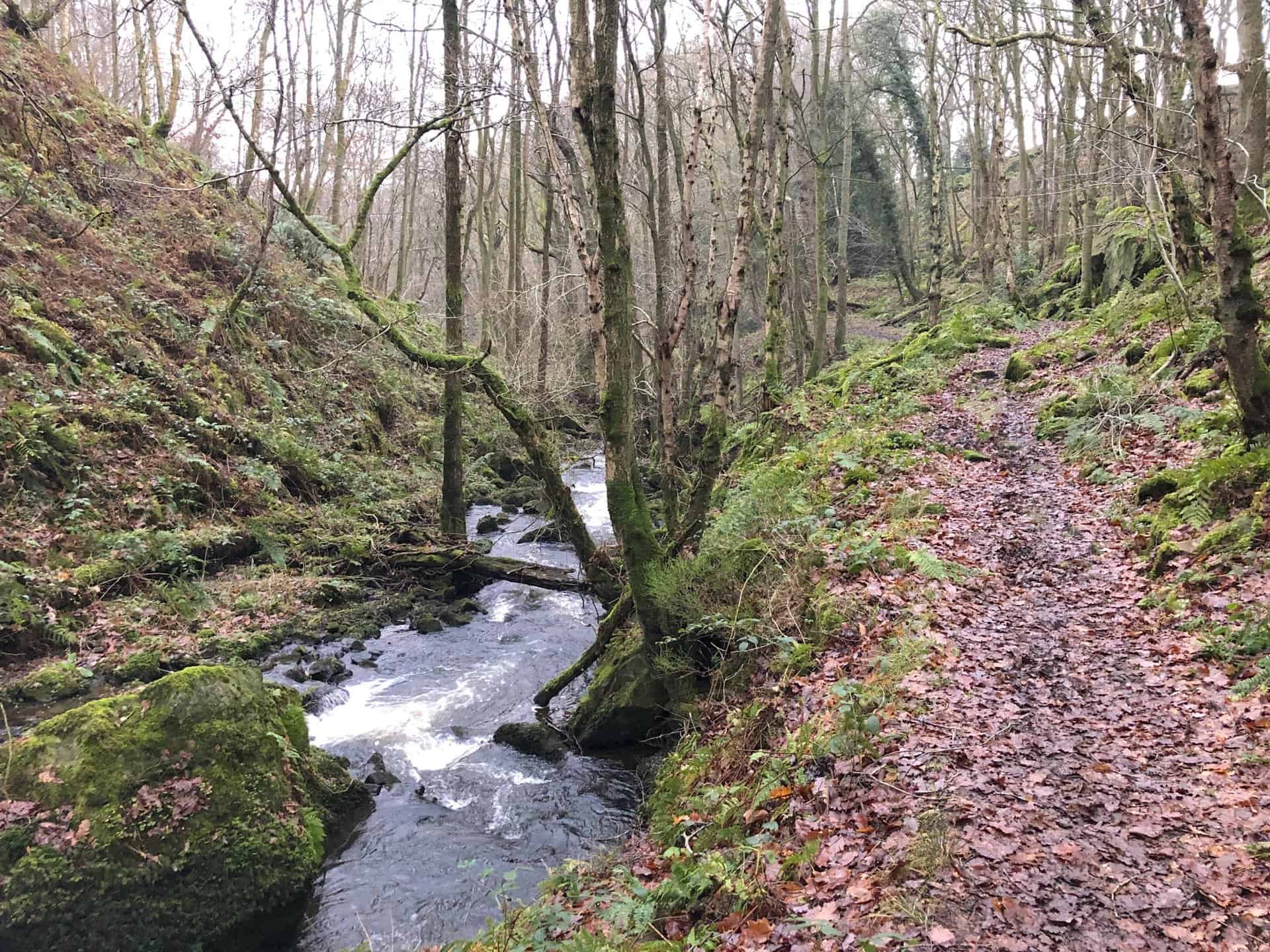 Fell Beck flowing through woodland north of Smelthouses.