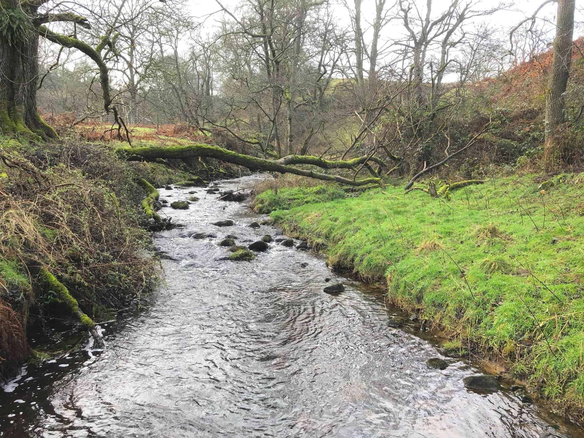 Sole Beck, about one-quarter of the way round this Masham walk.