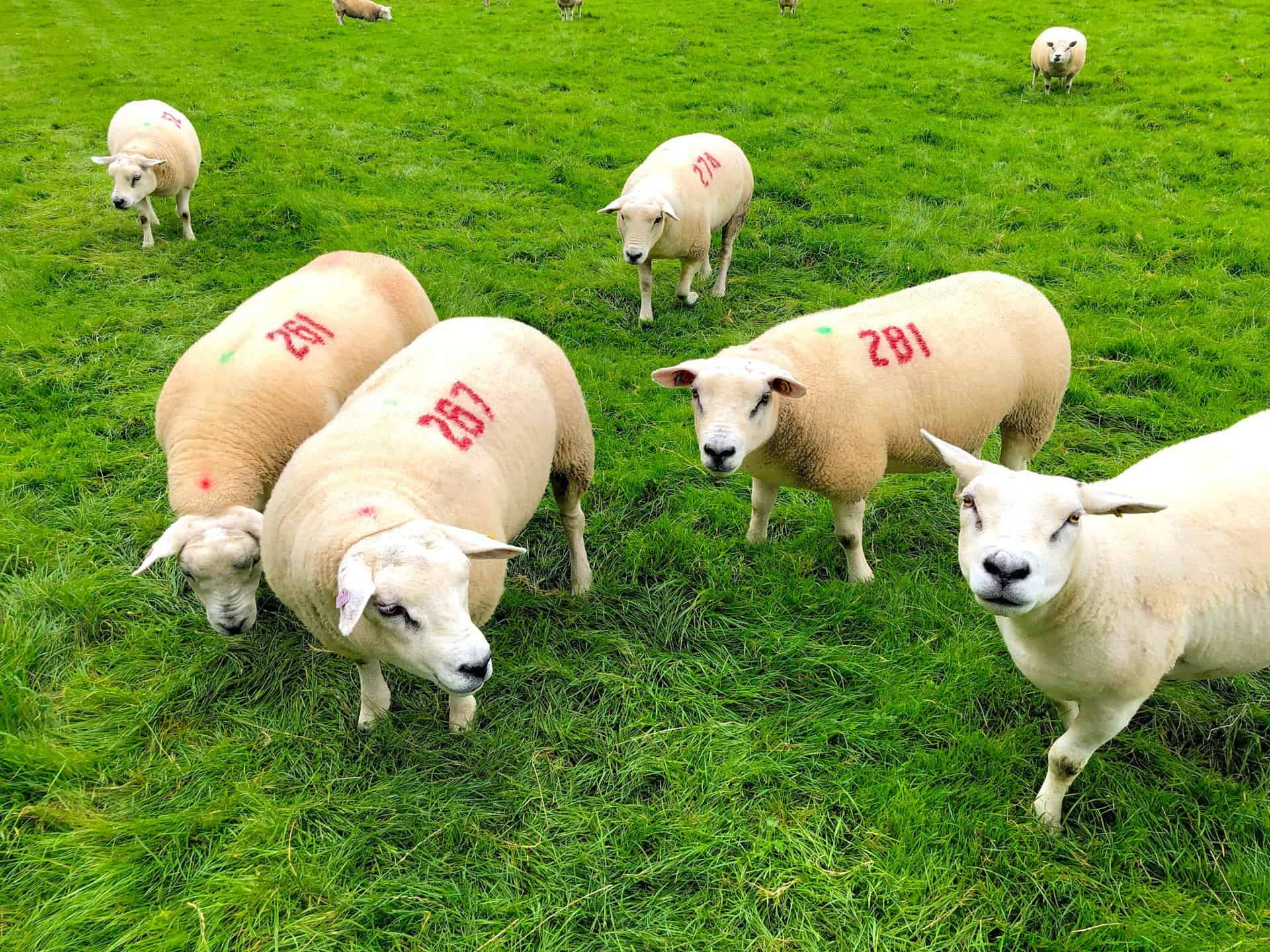 Friendly sheep greeting visitors as they traverse their field on this Barnard Castle walk, each neatly numbered.