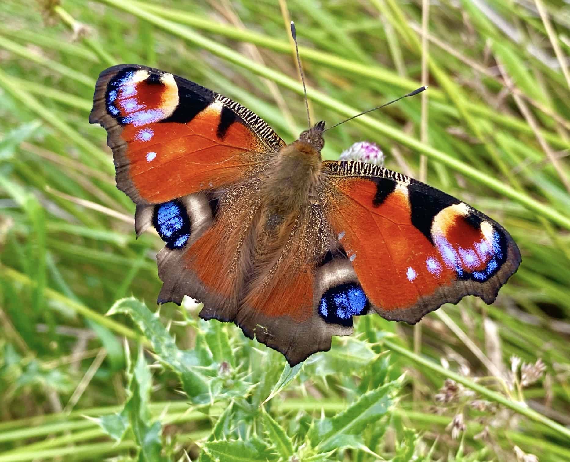 A beautiful peacock butterfly by the side of the path in Danby Dale.