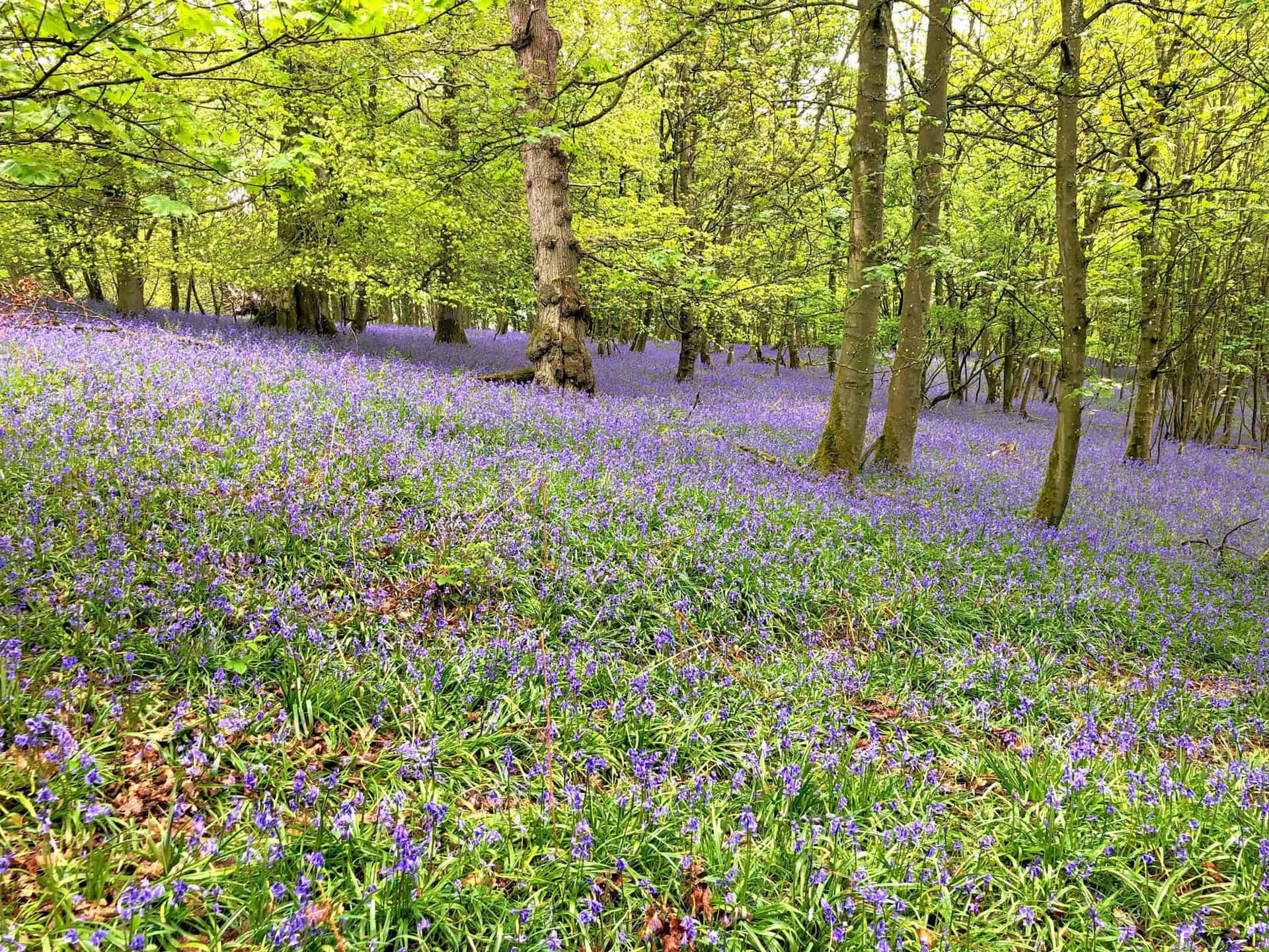 A mystical purple blanket of flowering bluebells in Flakebridge Wood.