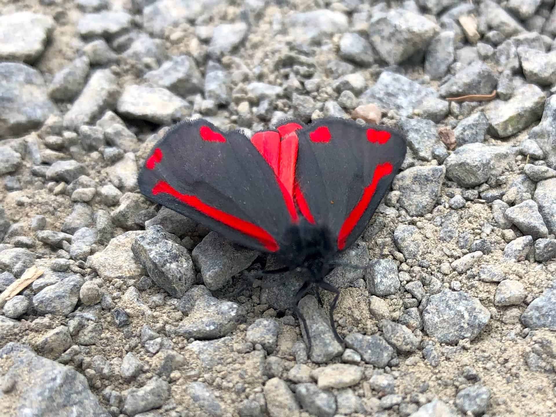 A Cinnabar moth, originally named after the bright red mineral ‘cinnabar’ once used by artists as a red pigment for painting. Visit https://www.buglife.org.uk/bugs-and-habitats/cinnabar-moth for more information.