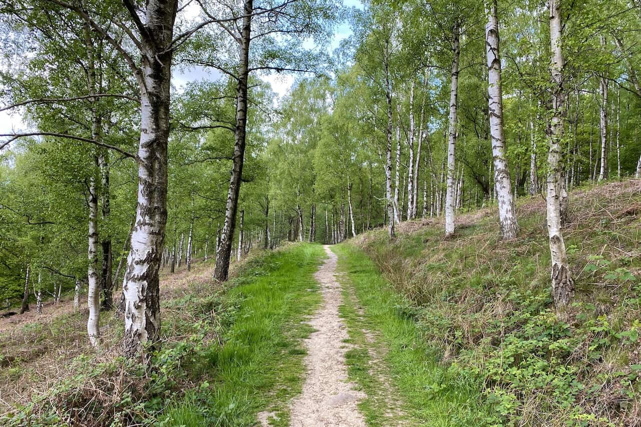 The Esk Valley Walk through Danby Park. This beautiful area of Silver Birch woodland is one of the many highlights of the Castleton walk.