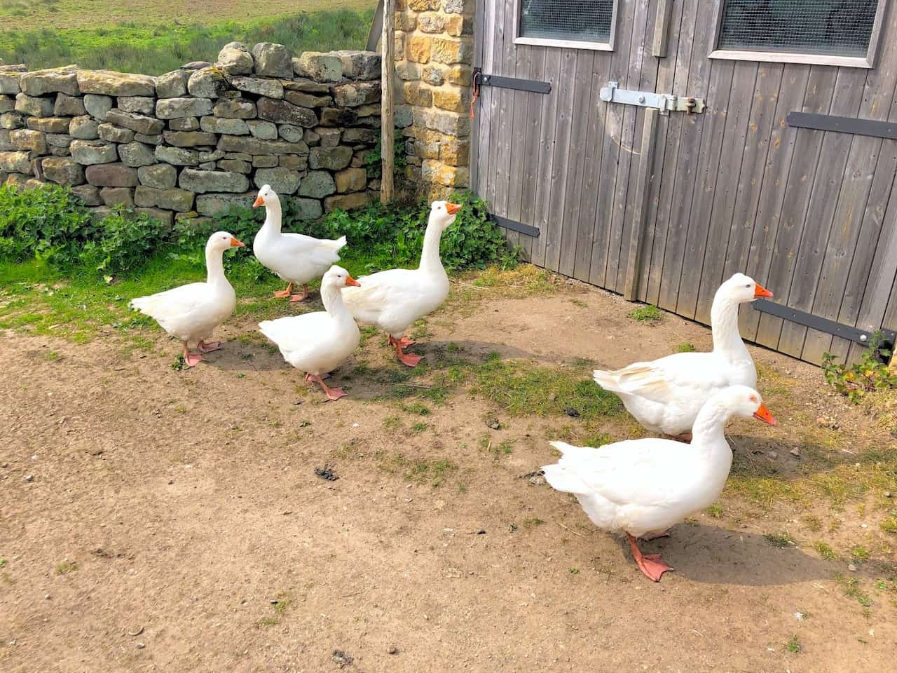 Embden geese at Blackmires.
