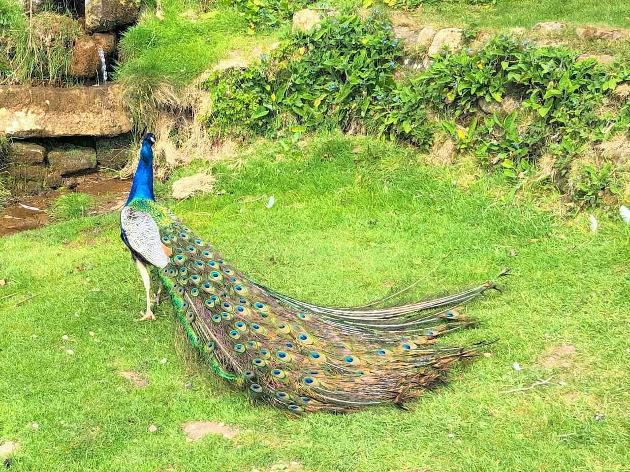 Peacock by the side of the Esk Valley Walk at Blackmires.