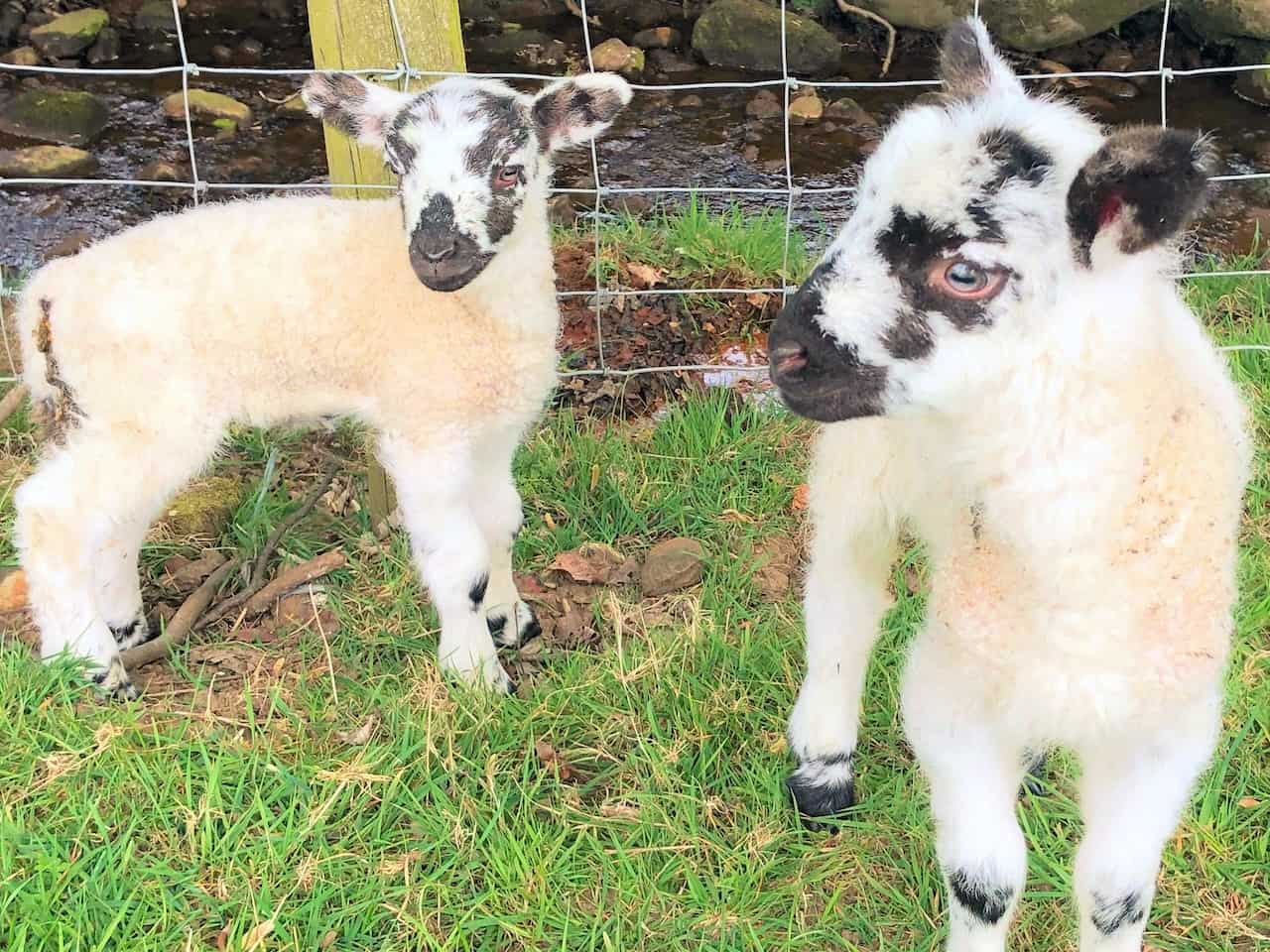 It's Spring, and the farmers' fields are full of cute baby lambs.