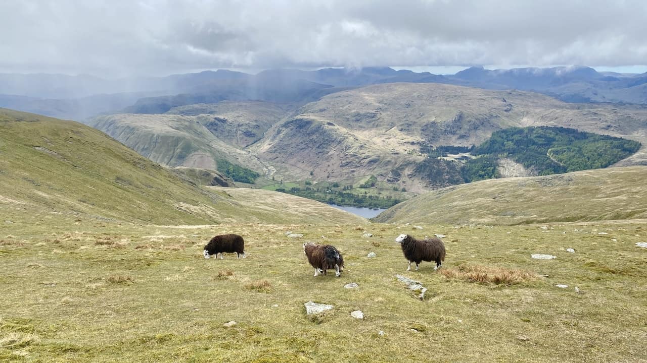 Sheep grazing above the slopes of Whelp Side and Middle Tongue during the Helvellyn circular walk.