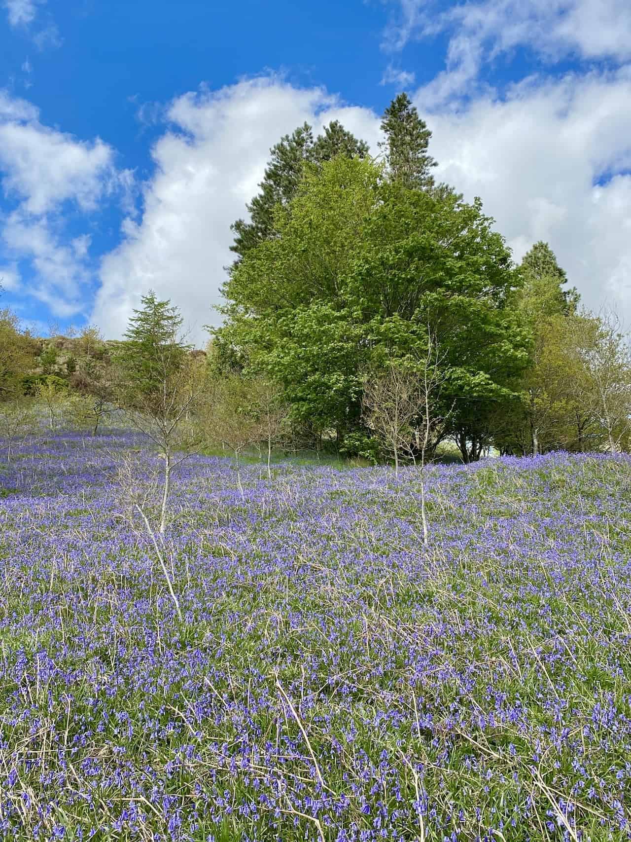 A wonderful carpet of bluebells in Highpark Wood.