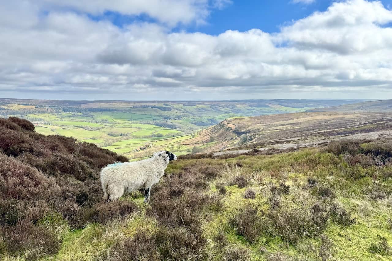 Close-up of a sheep enjoying the expansive views of Rosedale, sharing the walker's admiration.
