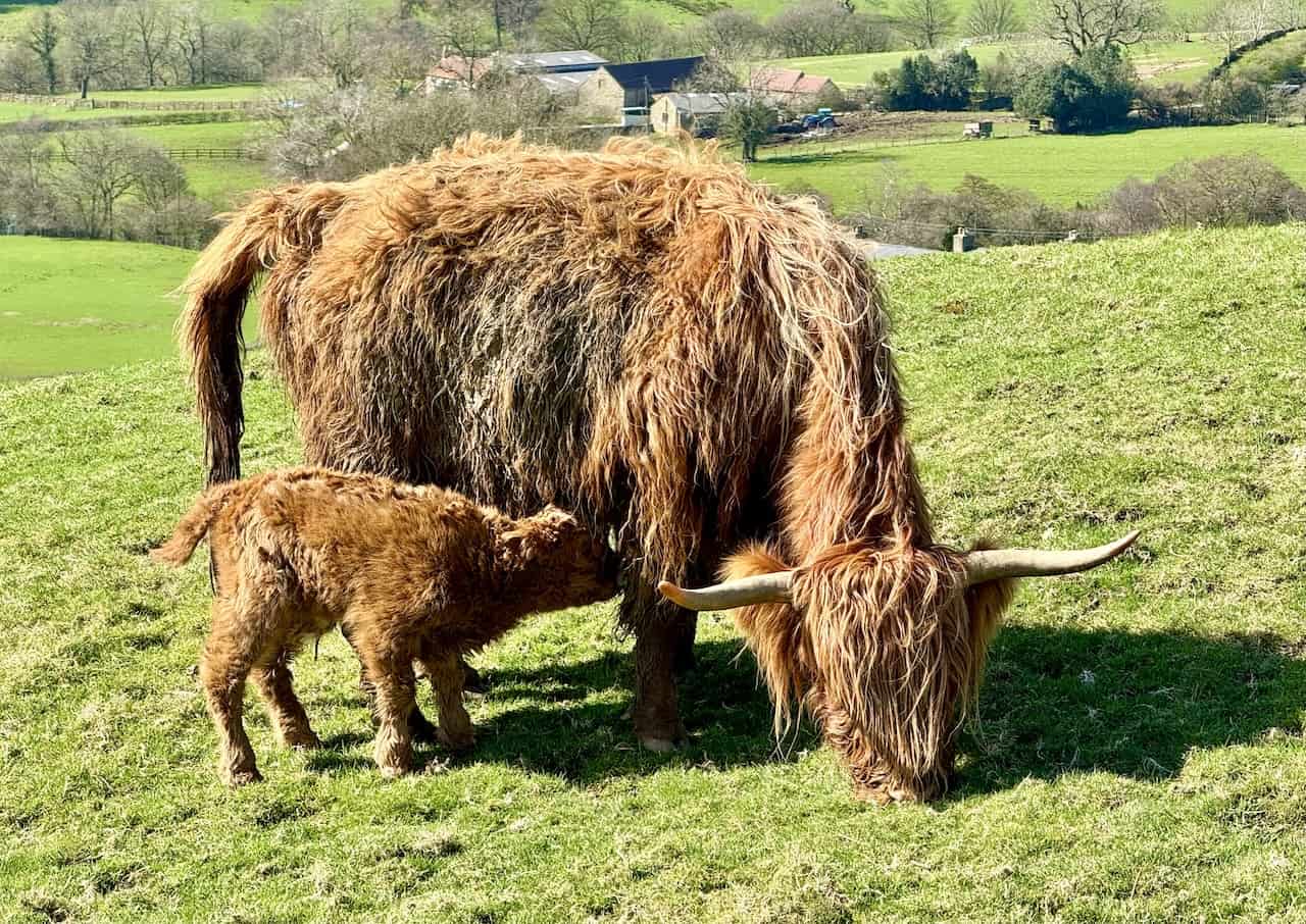 A scene of Highland cattle, featuring a cow and her calf, is captured. The mature Highland cow, distinguished by its long, wavy, reddish-brown fur, stands while the calf, seemingly newborn, enjoys the sunlight on a bright and clear day.