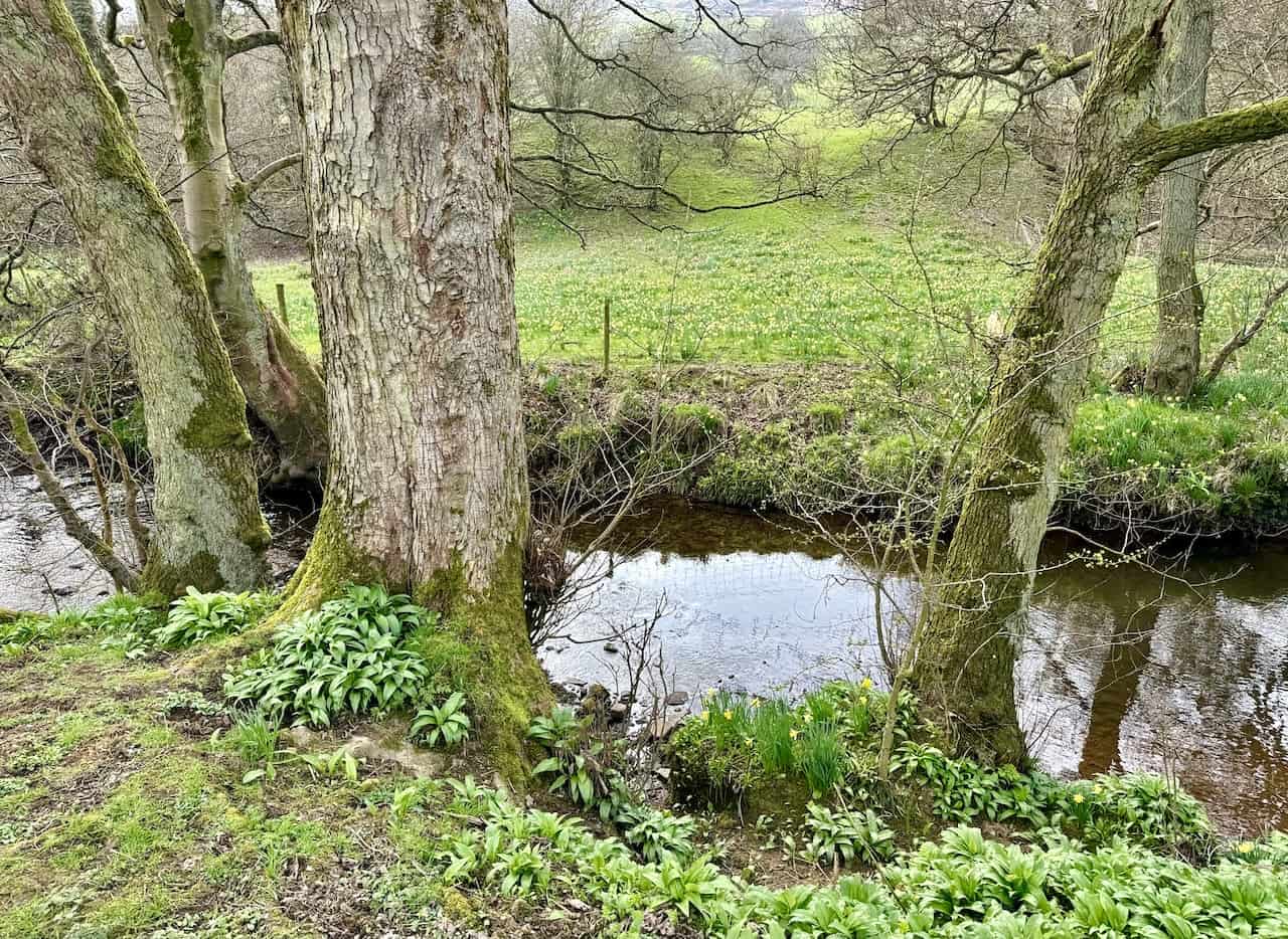 On the western bank of the River Dove, daffodils flourish, their origins steeped in legend. Although some tales attribute their planting to monks from Rievaulx Abbey in medieval times, it is more plausible that these daffodils are a natural phenomenon, thriving due to the valley’s isolation and unique environmental conditions.