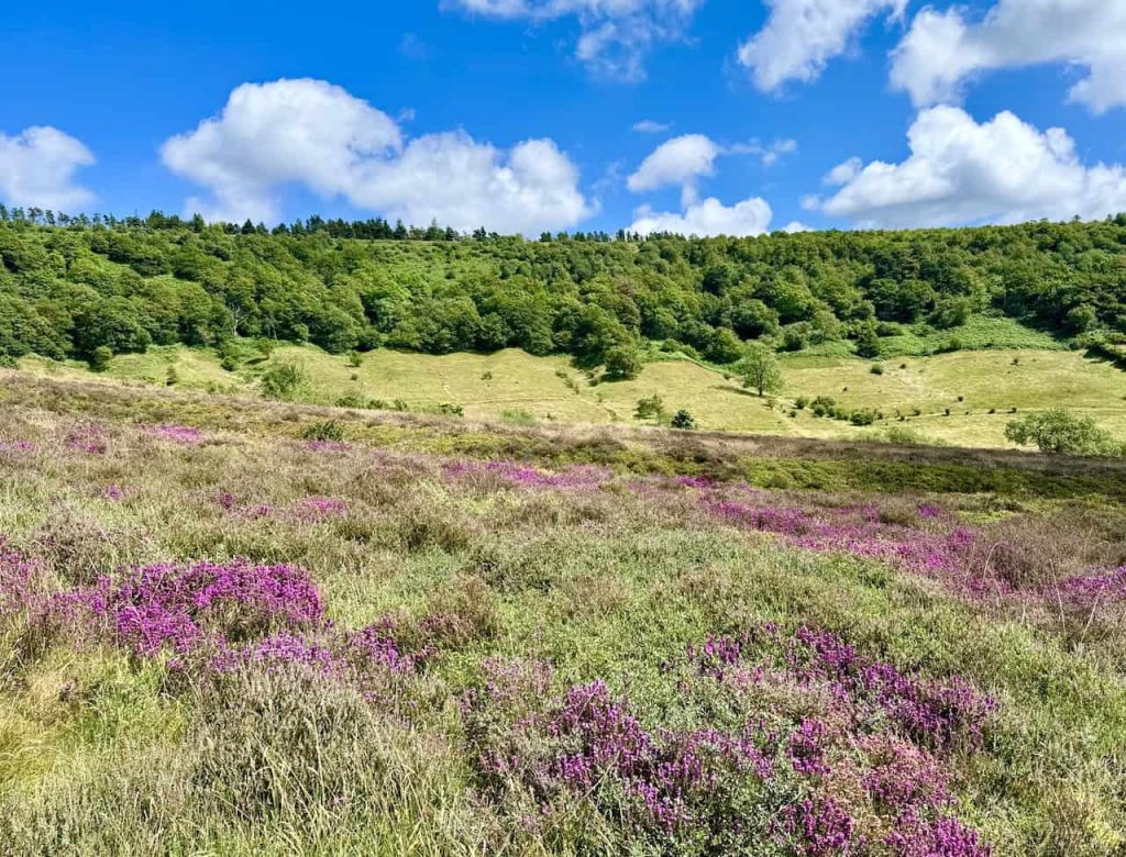 Hole of Horcum Circular Walk: Stunning Views and Moorland Trails.
Sunday 25 August 2024.
North York Moors.
7 miles.