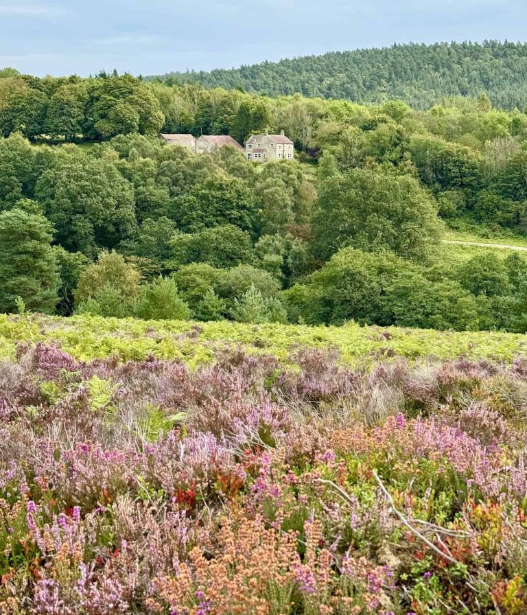 The Tree Rosedale Rosedale Abbey Walk: Enjoy Lastingham and the Rosedale Valley