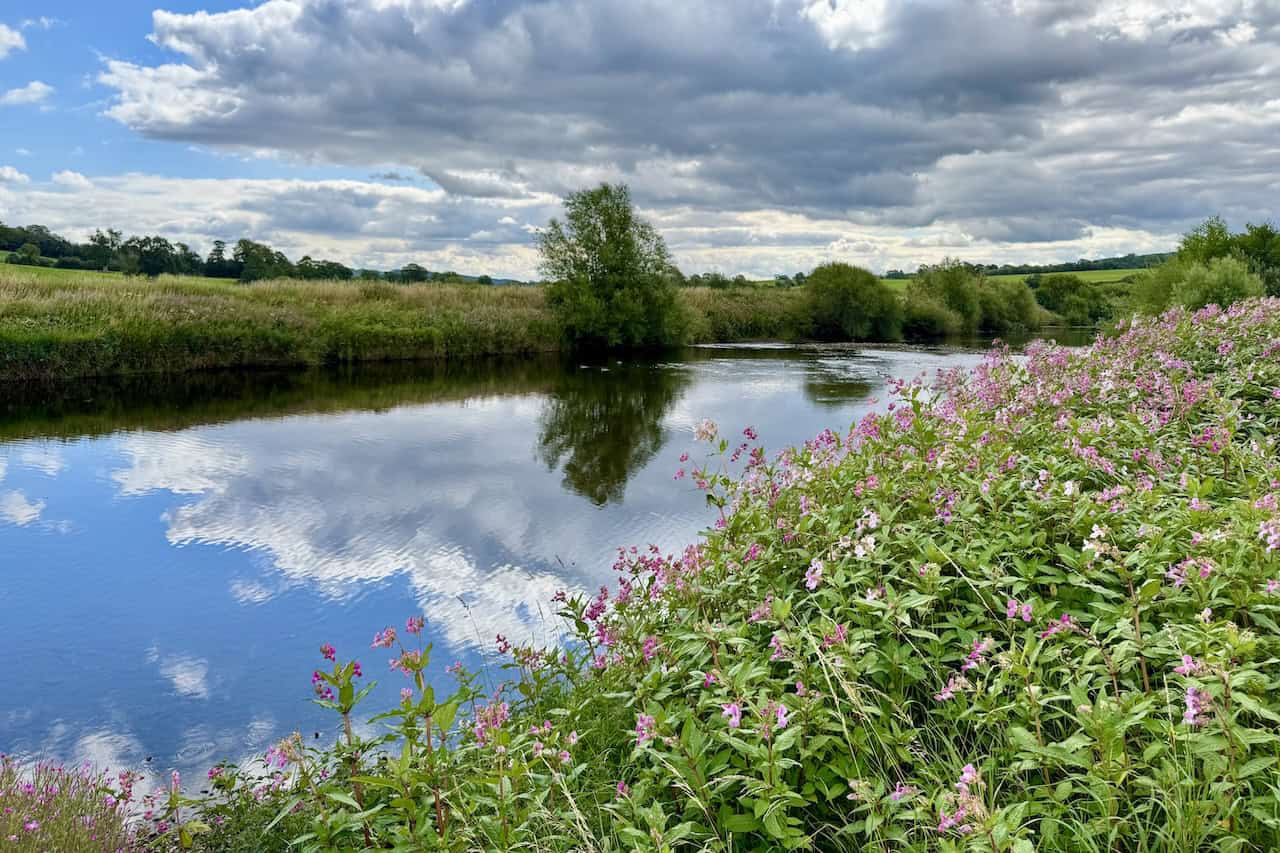 Flowers line the River Ure near a peaceful spot with still, reflective water.
