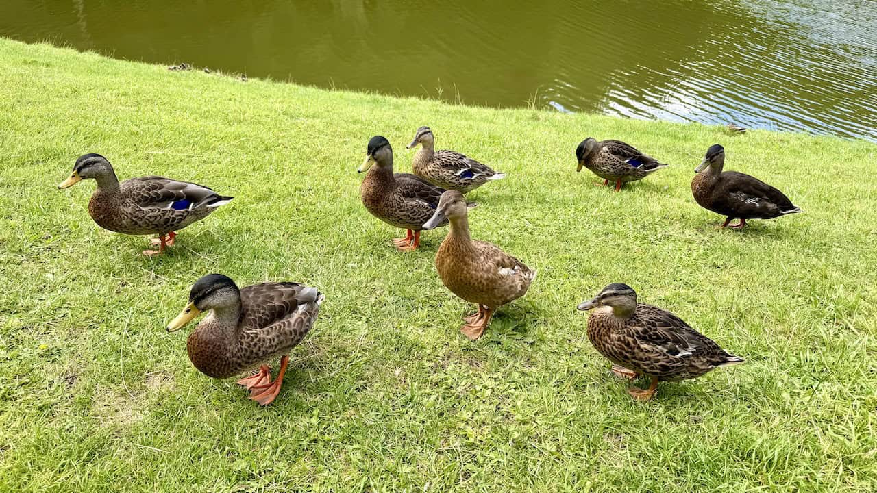 Ducks gather near a bench outside the Fishing Temple, hoping for crumbs.
