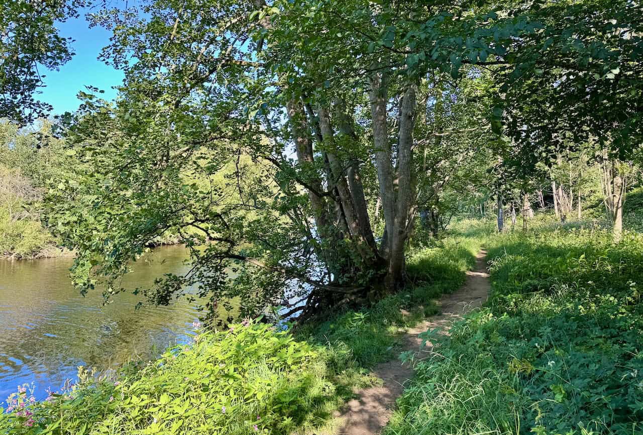 A peaceful trail follows the riverbank through trees and tall undergrowth.
