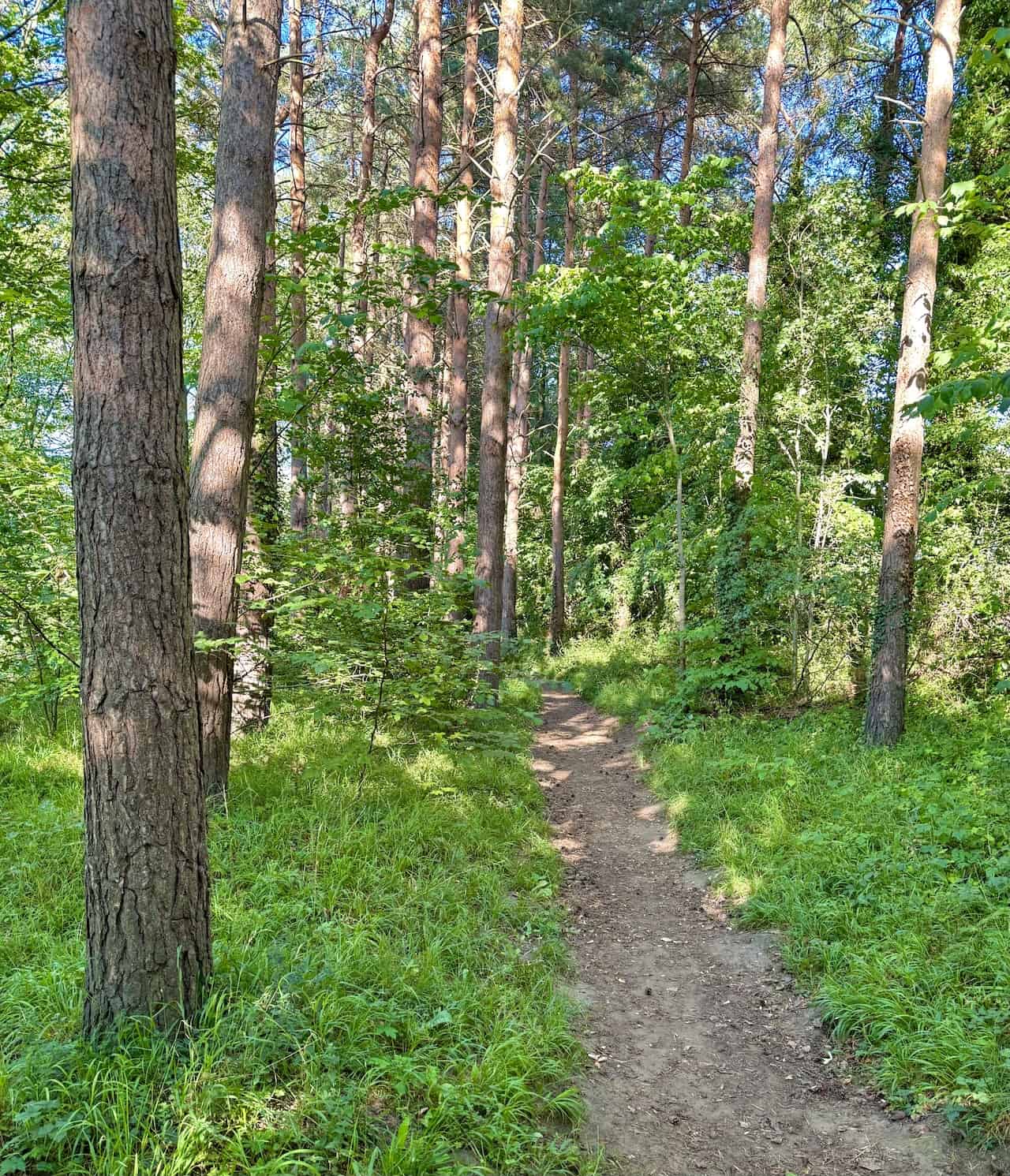 Tall pines and brambles frame a riverside path bathed in dappled sunlight.
