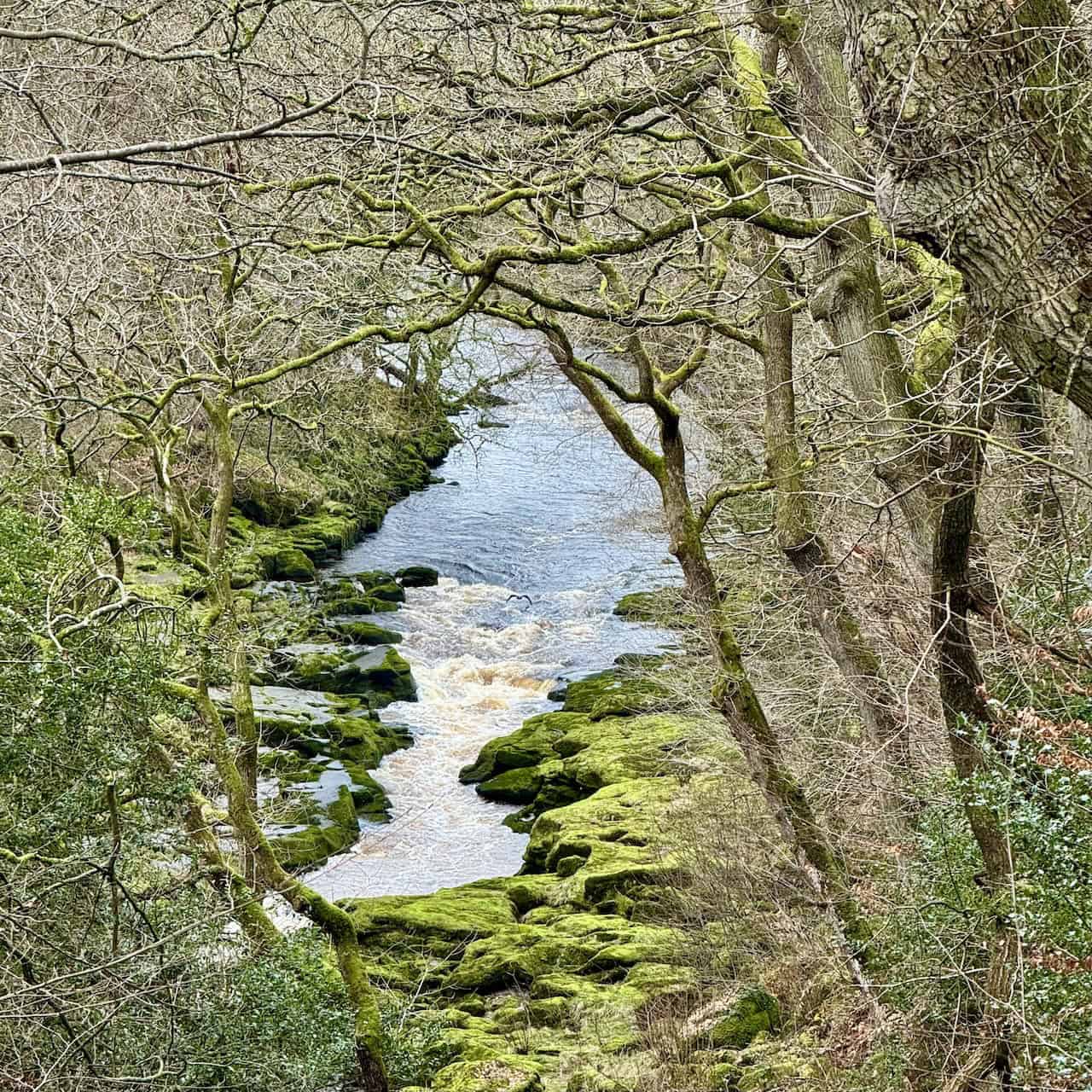 Higher viewpoint over The Strid on the Barden Bridge walk return route.