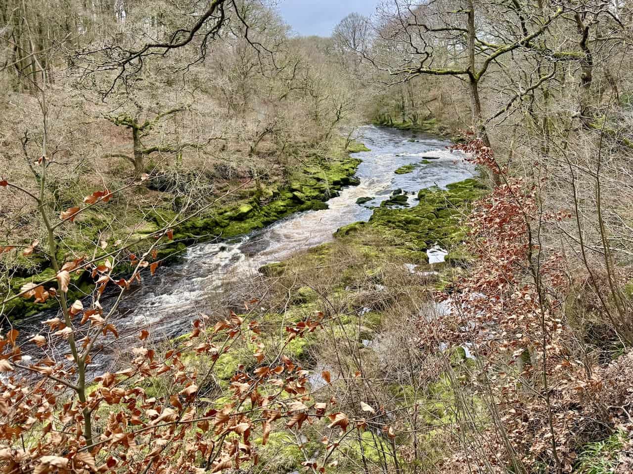 The River Wharfe flowing through Strid Wood on the return leg.