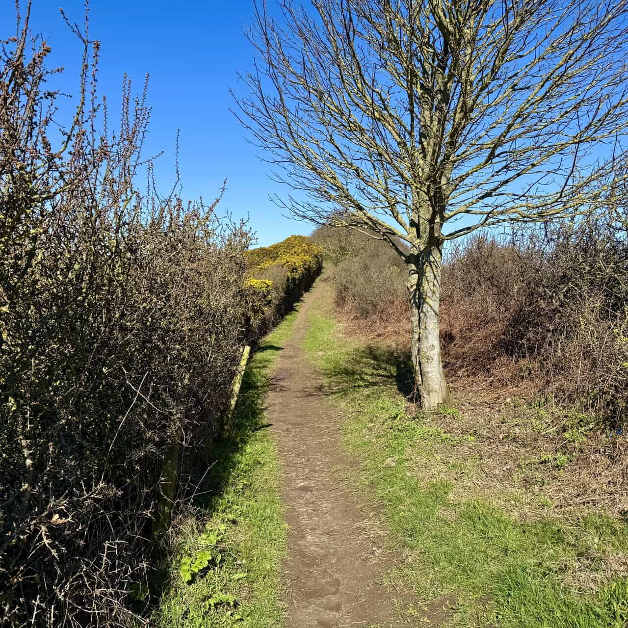 Sheltered narrow path enclosed by hedgerows, with a bright patch of yellow gorse ahead contrasting with the open clifftop route.