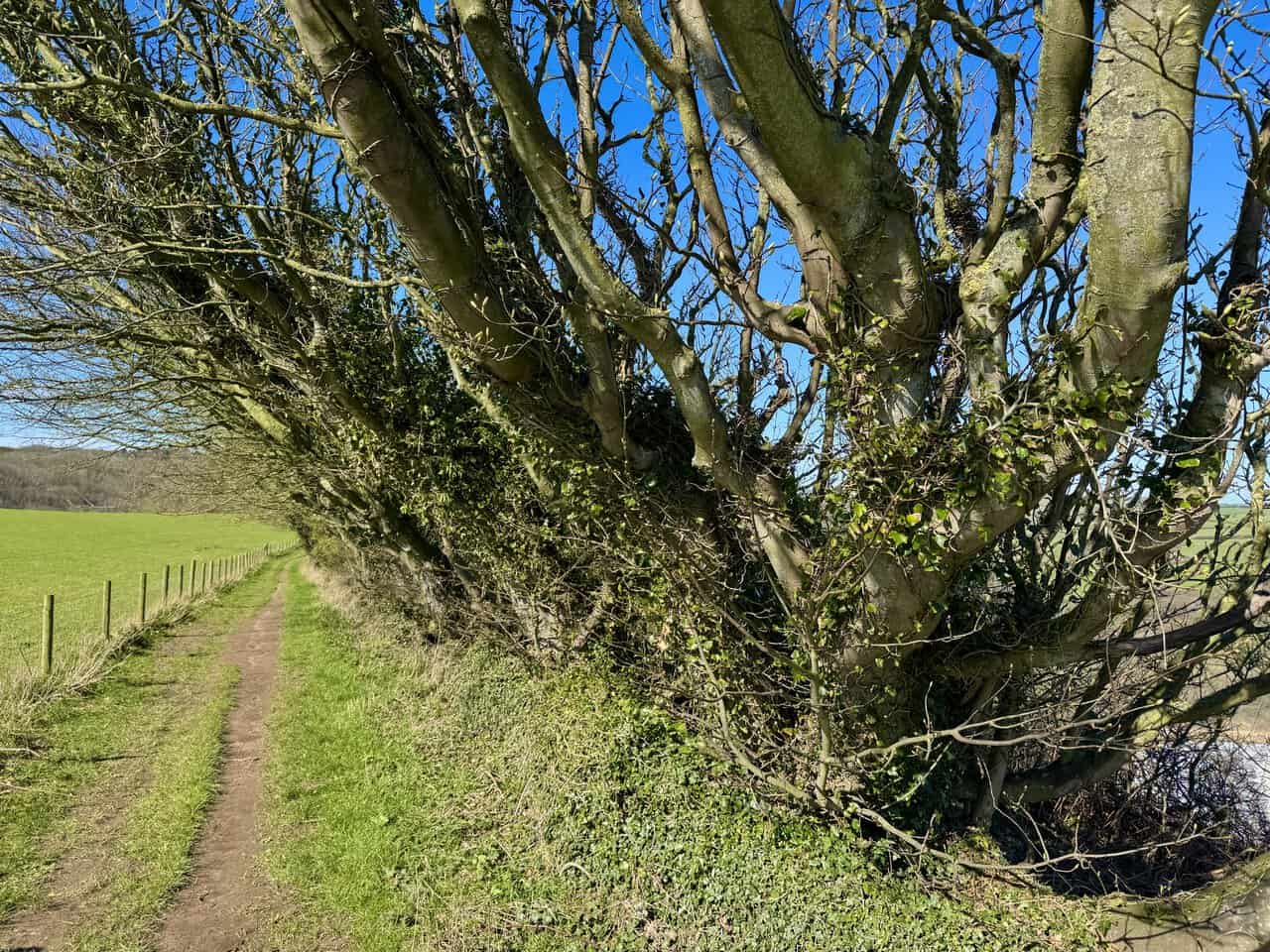 Wind-shaped trees arching over the narrow path, with ivy-covered branches, a fence line and twisted hedgerow showing the force of the coastal weather.