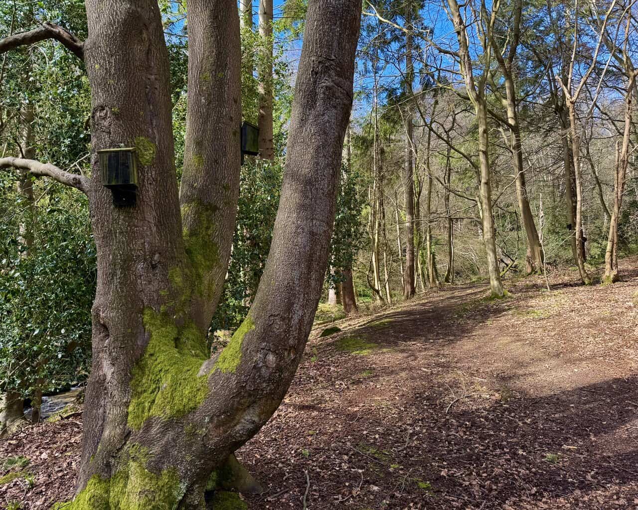 Woodland path inland from Hayburn Wyke, following Hayburn Beck past mature moss-covered trees with bird boxes fixed to the trunks.