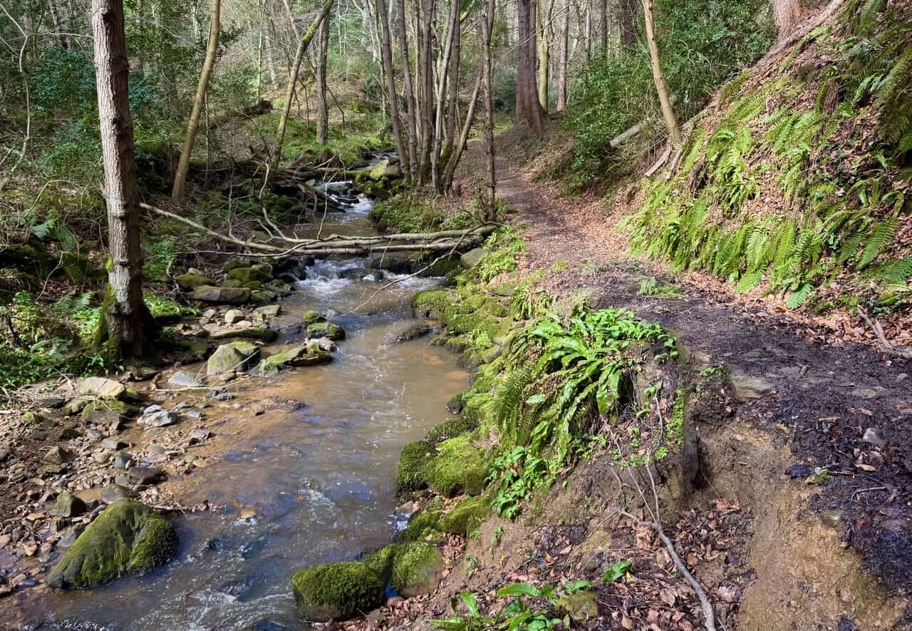 Narrower upstream section of the wooded valley, with ferns, fallen branches and the beck tumbling over rocks between mossy banks.