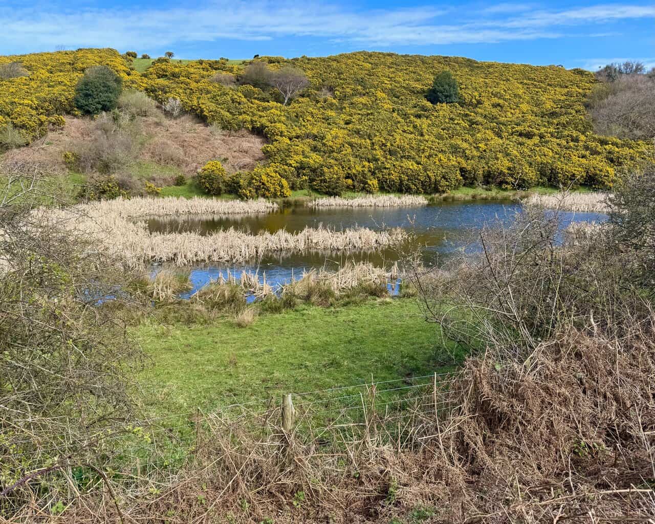 Pond beside the Cinder Track, with reeds and bulrushes in the foreground and a hillside beyond covered in bright yellow gorse.