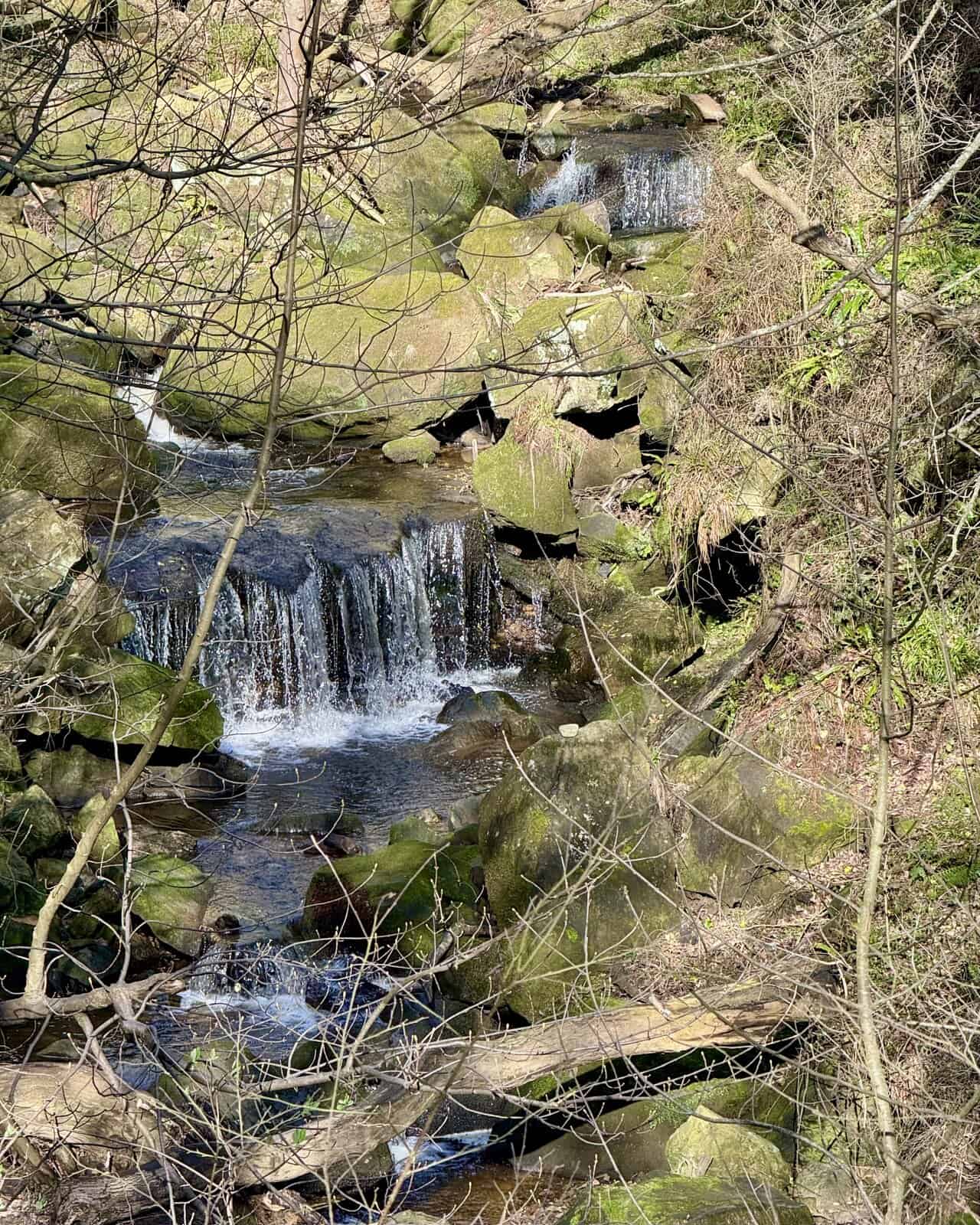 Hayburn Beck waterfall tumbling over moss-covered rocks in woodland at Hayburn Wyke.