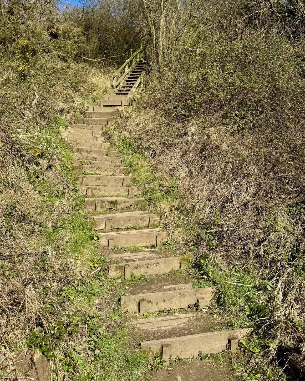 Wooden steps climbing from Hayburn Wyke beach up the valley side through coastal woodland.