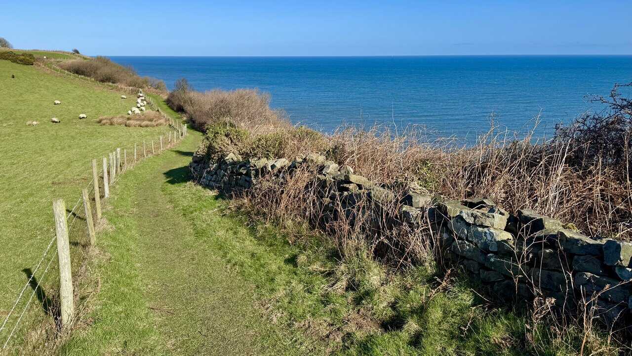 Dry stone wall beside the cliff edge, with sheep grazing in the field and sea on the horizon.
