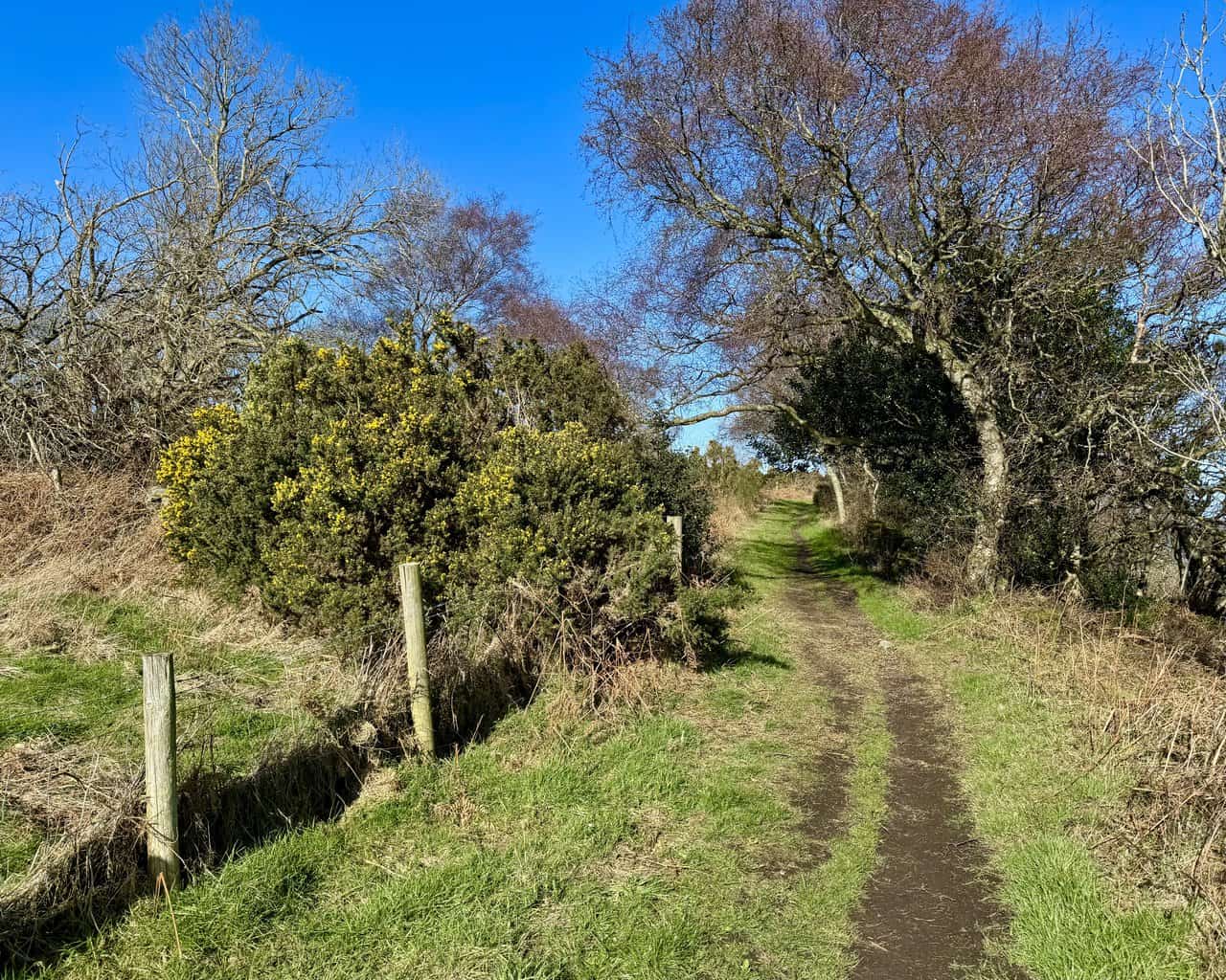 Sheltered section of the coastal path enclosed by gorse bushes and overhanging trees. A beautiful stretch of the Hayburn Wyke walk.