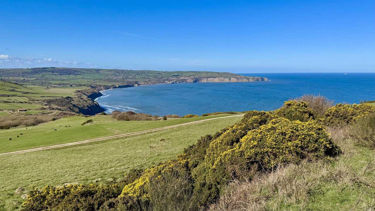 Descending path lined with gorse, overlooking the wide sweep of Robin Hood’s Bay.